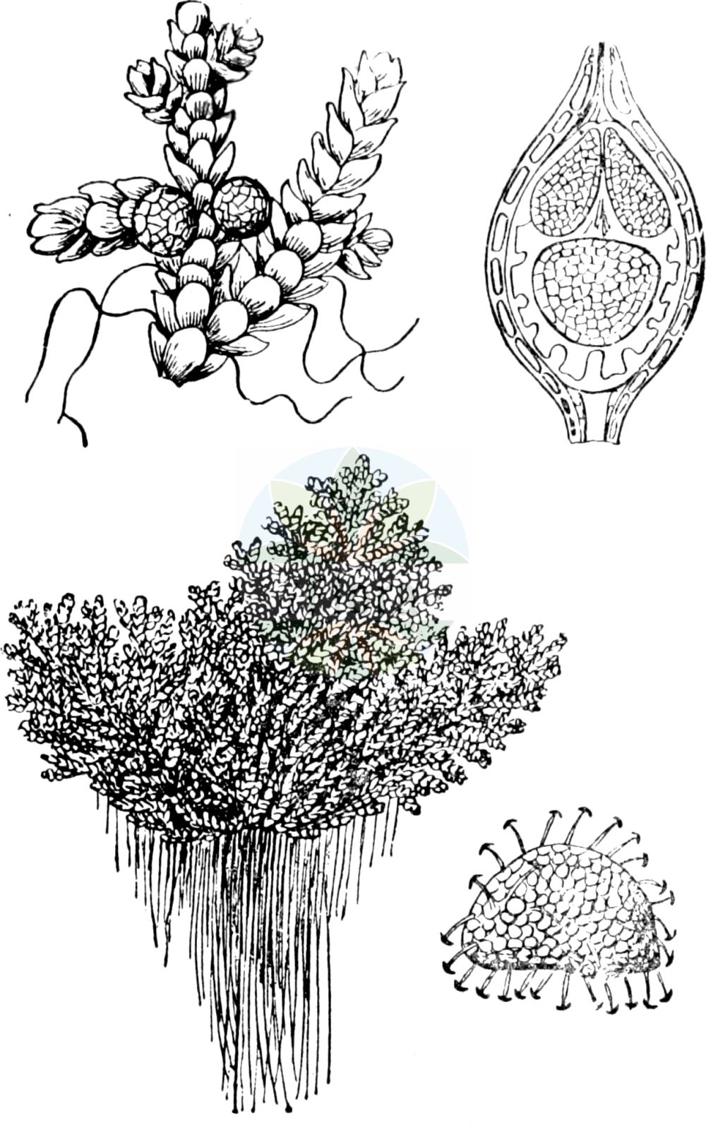 Historische Abbildung von Azolla filiculoides (Großer Algenfarn - Water Fern). Das Bild zeigt Blatt, Bluete, Frucht und Same. ---- Historical Drawing of Azolla filiculoides (Großer Algenfarn - Water Fern). The image is showing leaf, flower, fruit and seed.(Azolla filiculoides,Großer Algenfarn,Water Fern,Azolla caroliniana,Azolla filiculoides,Azolla microphylla,Grosser Algenfarn,Water Fern,Duckweed Fern,Large Mosquito Fern,Carolina Mosquitofern,Pacific Azolla,Pacific Mosquito Fern,Red Azolla,Azolla,Algenfarn,Azolla,Salviniaceae,Schwimmfarngewächse,Watermoss family,Blatt,Bluete,Frucht,Same,leaf,flower,fruit,seed,Fitch et al. (1880))