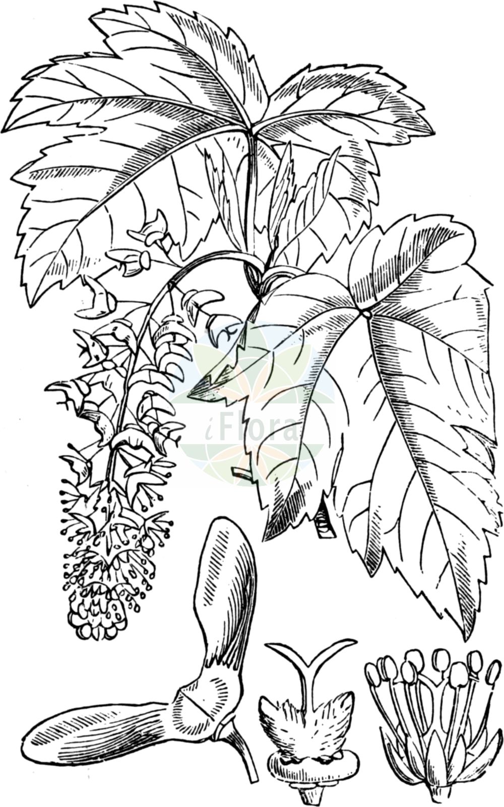 Historische Abbildung von Acer pseudoplatanus (Berg-Ahorn - Sycamore). Das Bild zeigt Blatt, Bluete, Frucht und Same. ---- Historical Drawing of Acer pseudoplatanus (Berg-Ahorn - Sycamore). The image is showing leaf, flower, fruit and seed.(Acer pseudoplatanus,Berg-Ahorn,Sycamore,Acer pseudoplatanus,Acer quinquelobum,Acer villosum,Berg-Ahorn,Trauben-Ahorn,Wald-Ahorn,Weiss-Ahorn,Sycamore,Common Sycamore,Sycamore Maple,Great Maple,Plane Maple,Acer,Ahorn,Maple,Sapindaceae,Seifenbaumgewächse,Soapberry family,Blatt,Bluete,Frucht,Same,leaf,flower,fruit,seed,Fitch et al. (1880))