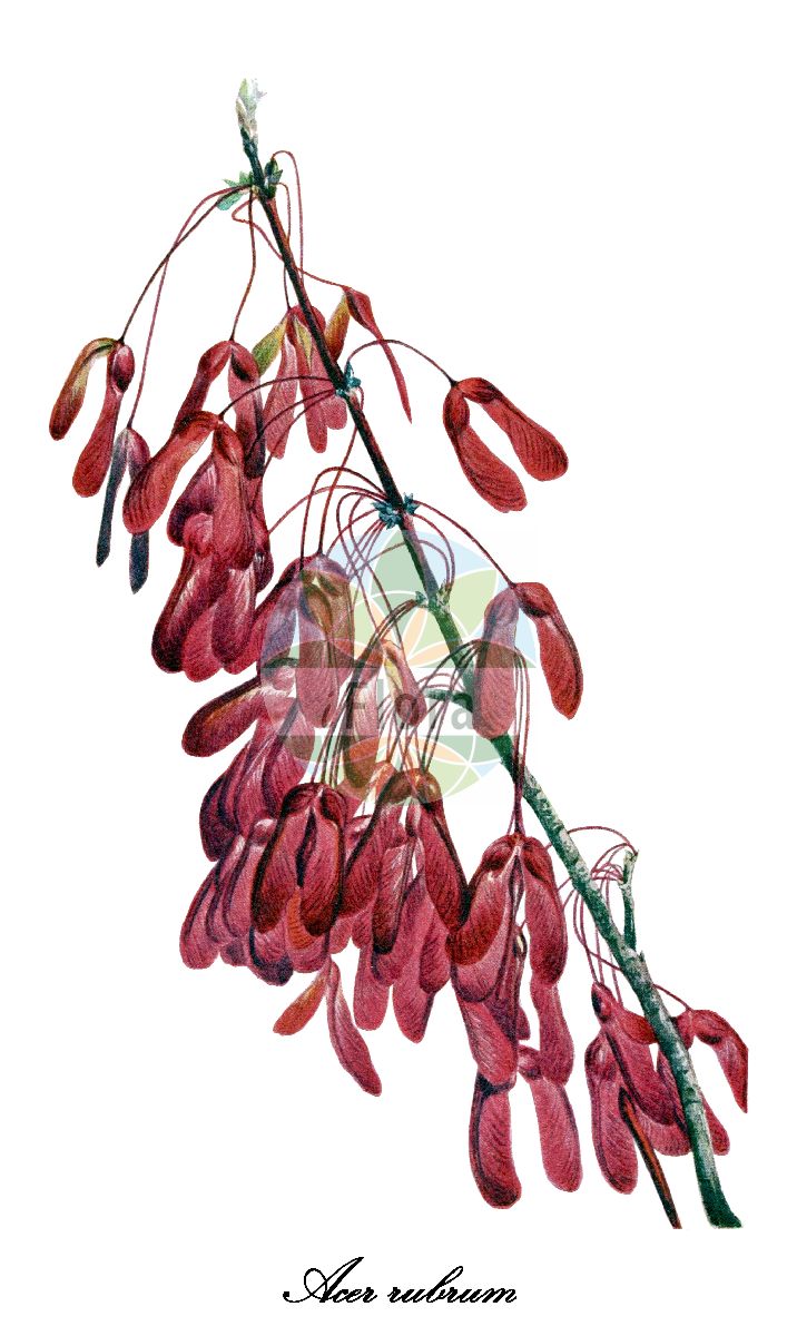 Historische Abbildung von Acer rubrum (Rot-Ahorn). Das Bild zeigt Blatt, Bluete, Frucht und Same. ---- Historical Drawing of Acer rubrum (Rot-Ahorn). The image is showing leaf, flower, fruit and seed.(Acer rubrum,Rot-Ahorn,Acer,Ahorn,Maple,Sapindaceae,Seifenbaumgewächse,Soapberry family,Blatt,Bluete,Frucht,Same,leaf,flower,fruit,seed,Walcott (1925-1927))