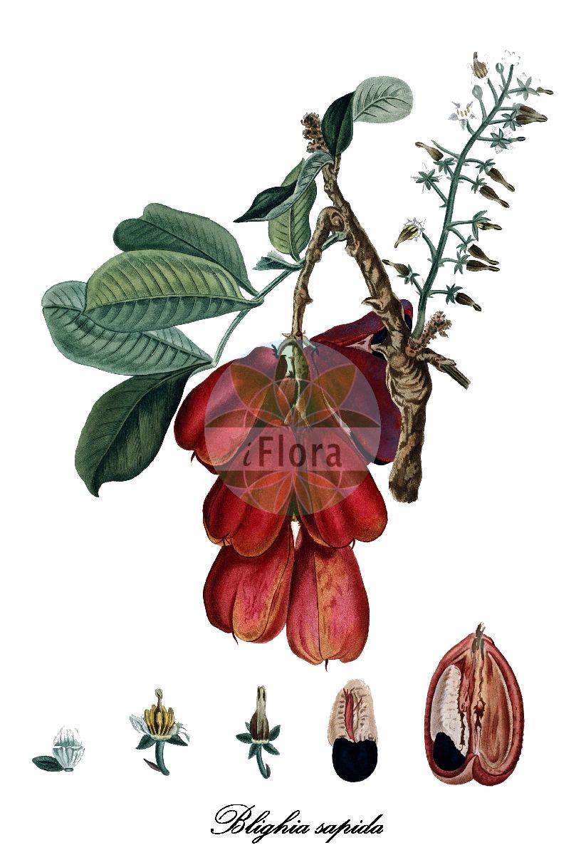 Historische Abbildung von Blighia sapida (Akipflaume). Das Bild zeigt Blatt, Bluete, Frucht und Same. ---- Historical Drawing of Blighia sapida (Akipflaume). The image is showing leaf, flower, fruit and seed.(Blighia sapida,Akipflaume,Blighia,Sapindaceae,Seifenbaumgewächse,Soapberry family,Blatt,Bluete,Frucht,Same,leaf,flower,fruit,seed,de Tussac (1808))