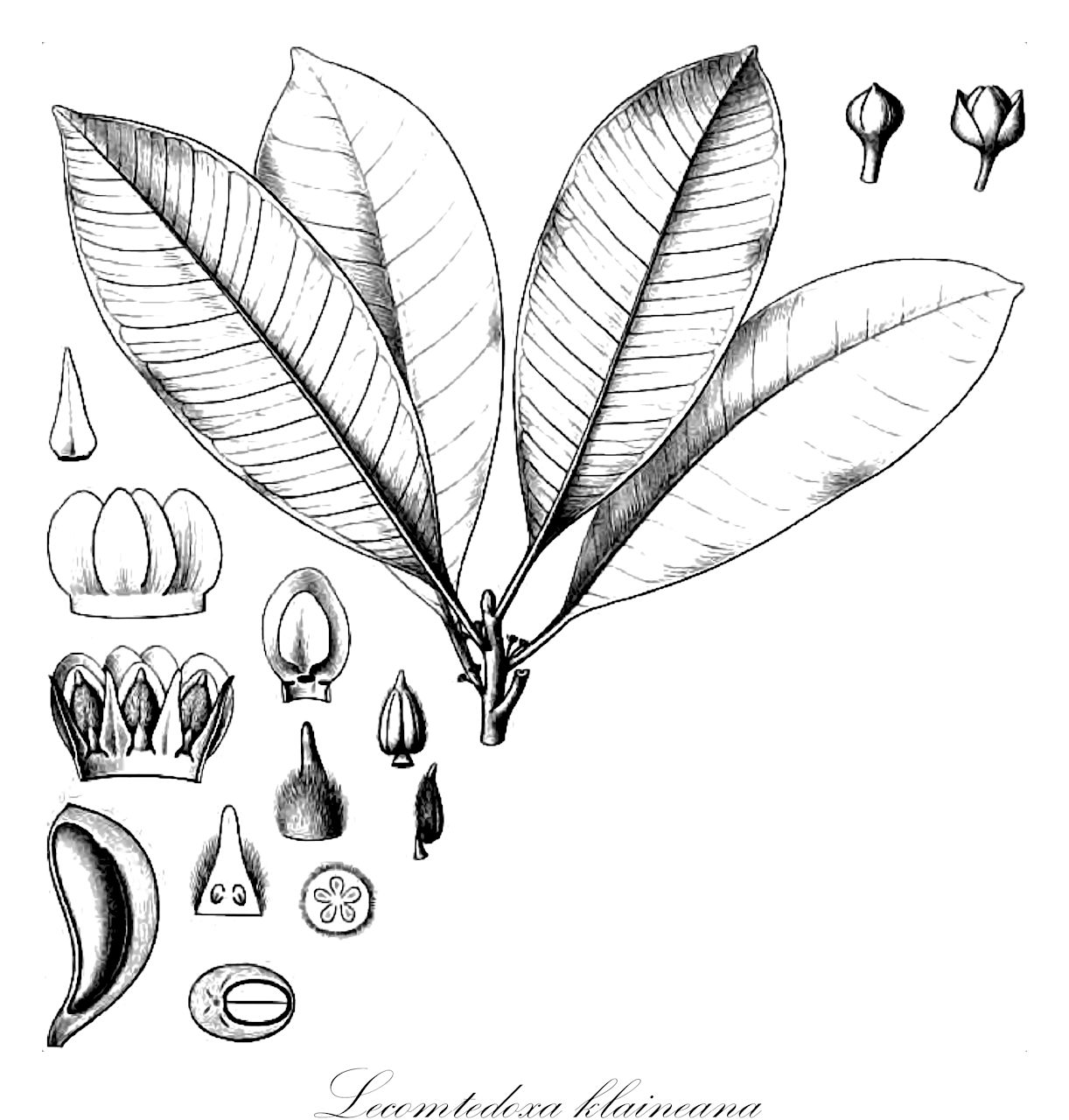 Lecomtedoxa klaineana - Sapotaceae,Plantae,Pteridobiotina,Angiosperms,Ericales,Sapotaceae,Lecomtedoxa,Lecomtedoxa klaineana,Mimusops klaineana, Nogo klaineana