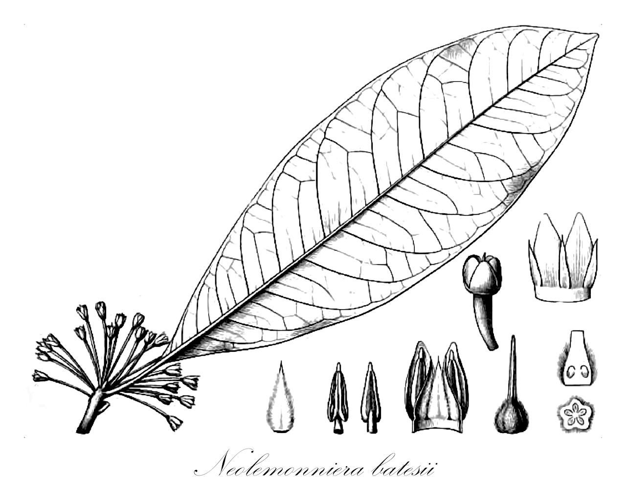 Neolemonniera batesii - Sapotaceae,Plantae,Pteridobiotina,Angiosperms,Ericales,Sapotaceae,Neolemonniera,Neolemonniera batesii,Le-monniera batesii, Mimusops batesii