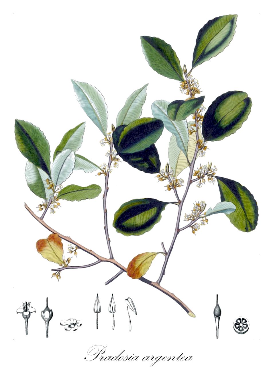 Pradosia argentea - Sapotaceae,Plantae,Pteridobiotina,Angiosperms,Ericales,Sapotaceae,Pradosia,Pradosia argentea,Chrysophyllum granatense, Nycterisition argenteum