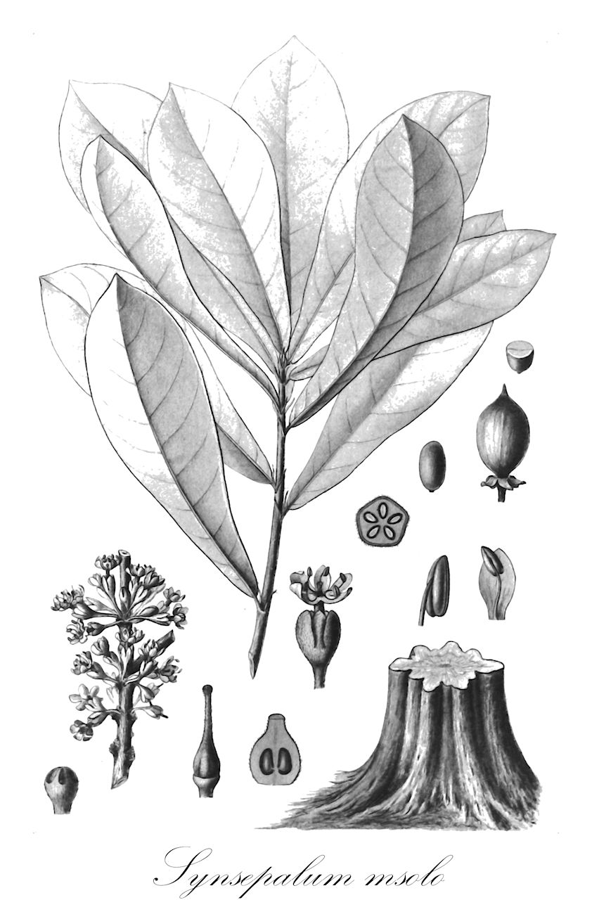 Synsepalum msolo - Sapotaceae,Plantae,Pteridobiotina,Angiosperms,Ericales,Sapotaceae,Synsepalum,Synsepalum msolo,Amorphospermum msolo, Chrysophyllum msolo, Pachystela argentea, Pachystela bequaertii, Pachystela msolo, Pachystela robusta, Pouteria msolo, Pouteria zenkeri