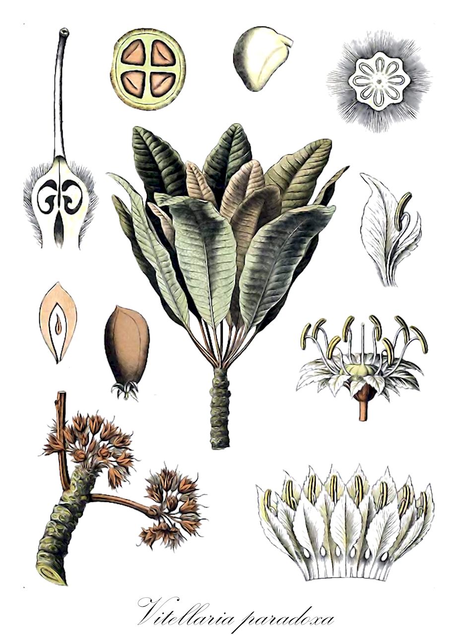 Vitellaria paradoxa - Sapotaceae,Plantae,Pteridobiotina,Angiosperms,Ericales,Sapotaceae,Vitellaria,Vitellaria paradoxa,Bassia parkii, Butyrospermum paradoxum, Butyrospermum parkii var. mangifolium, Butyrospermum parkii var. poissonii, Lucuma paradoxa