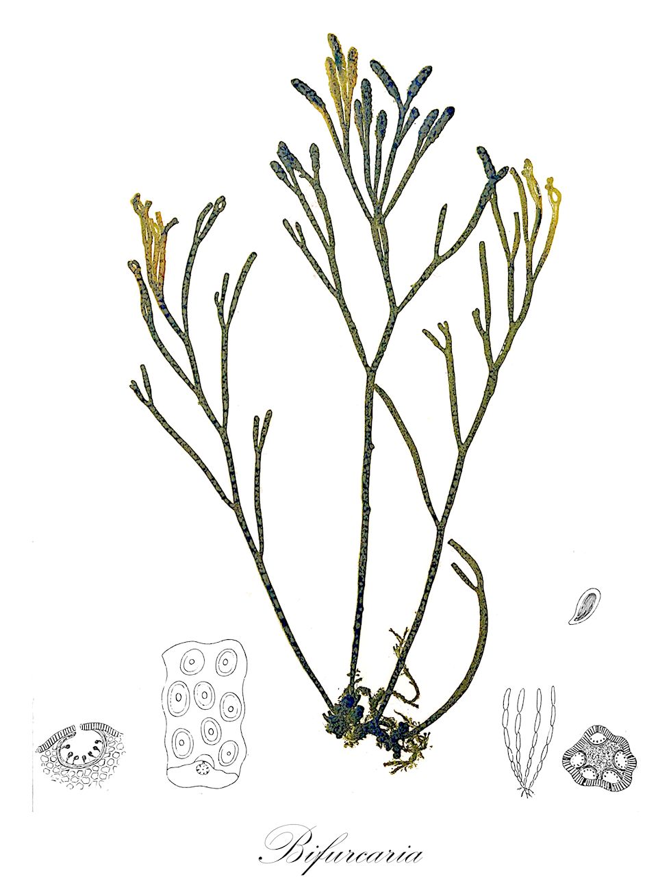 Bifurcaria - Sargassaceae,Biota,Chromista,Ochrophyta,Phaeophyceae,Fucales,Sargassaceae,Bifurcaria,Bifuracaria, Pycnophycus