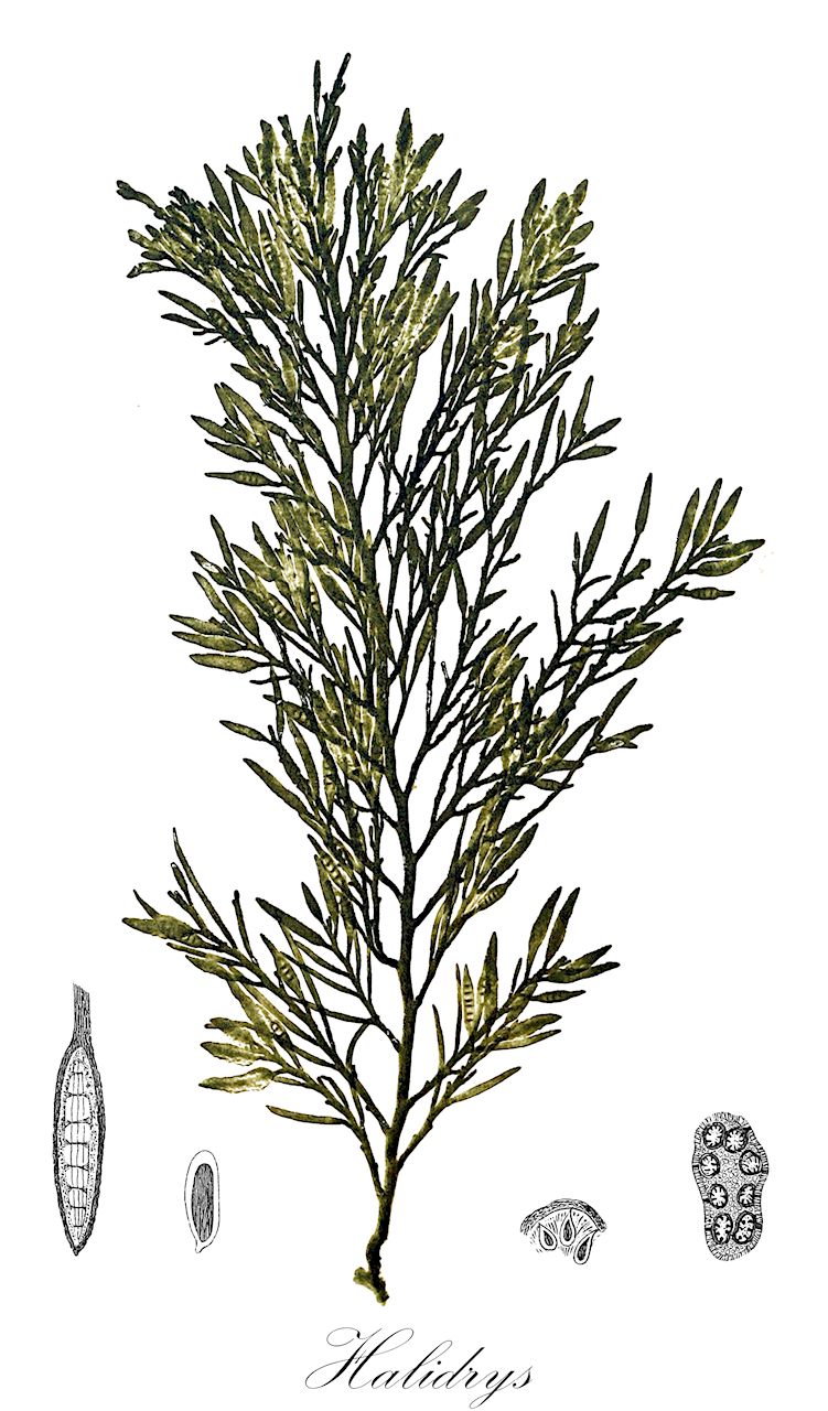 Halidrys - Sargassaceae,Biota,Chromista,Ochrophyta,Phaeophyceae,Fucales,Sargassaceae,Halidrys,Siliquaria, Siliquaria, Siliquarius