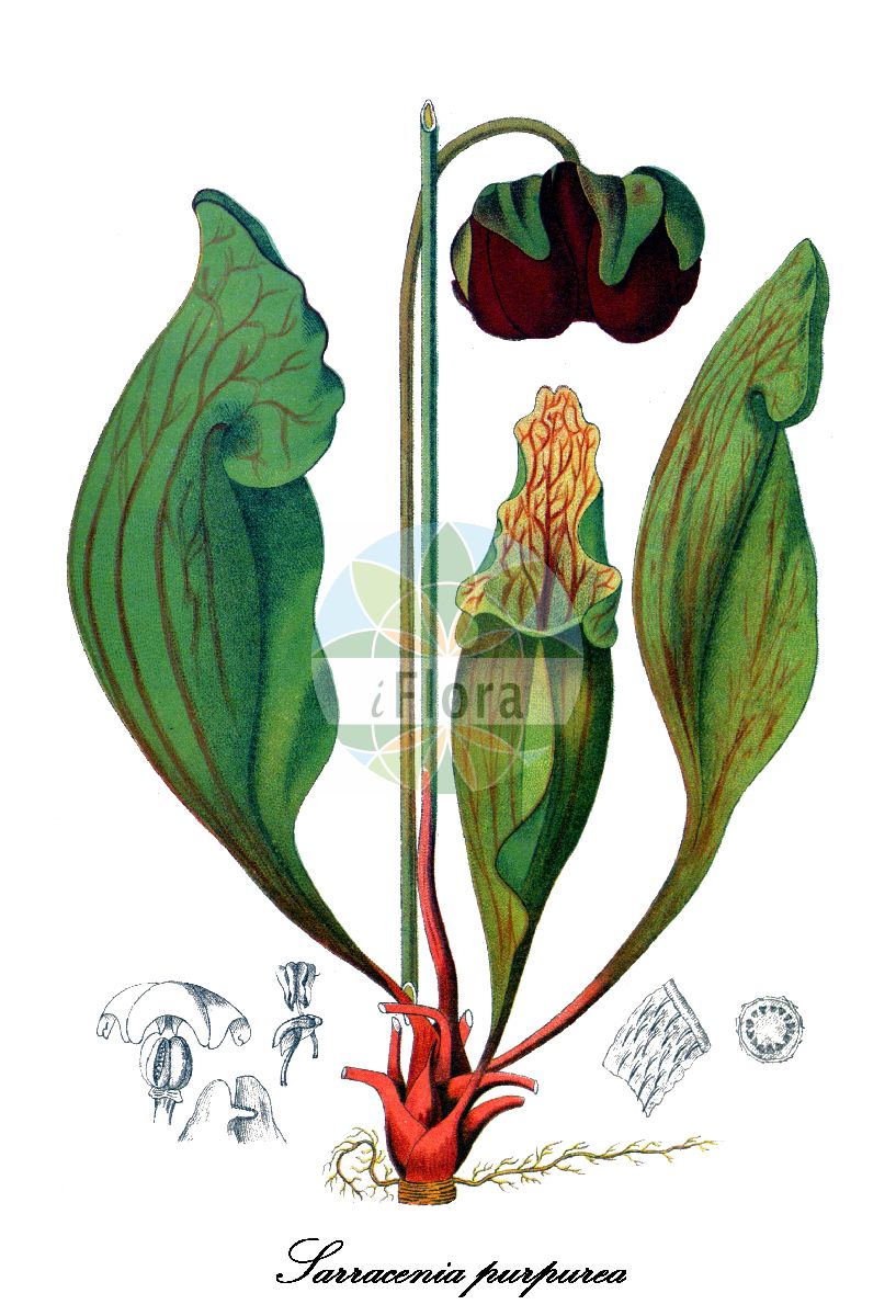 Historische Abbildung von Sarracenia purpurea (Purpurrote Schlauchpflanze - Pitcher plant). Das Bild zeigt Blatt, Bluete, Frucht und Same. ---- Historical Drawing of Sarracenia purpurea (Purpurrote Schlauchpflanze - Pitcher plant). The image is showing leaf, flower, fruit and seed.(Sarracenia purpurea,Purpurrote Schlauchpflanze,Pitcher plant,Rotbraune Schlauchpflanze,Common Pitcher Plant,Huntsman's Cup,Northern Pitcher Plant,Purple Pitcher Plant,Side-saddle Flower,Sarracenia,Schlauchpflanze,Pitcher plant,Sarraceniaceae,Schlauchpflanzengewächse,Pitcher Plant Family,Blatt,Bluete,Frucht,Same,leaf,flower,fruit,seed,Millspaugh (1892))