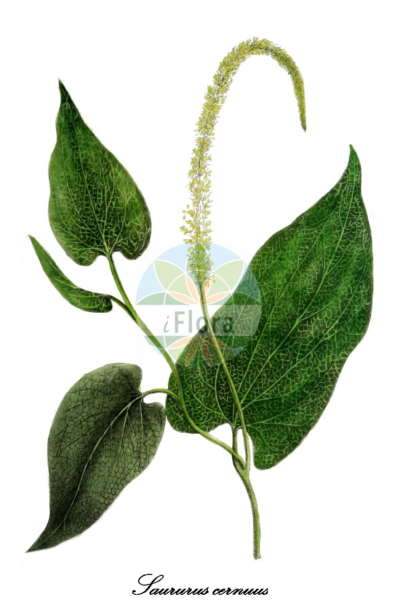 Historische Abbildung von Saururus cernuus (Amerikanischer Molchschwanz - Lizard's-tail). Das Bild zeigt Blatt, Bluete, Frucht und Same. ---- Historical Drawing of Saururus cernuus (Amerikanischer Molchschwanz - Lizard's-tail). The image is showing leaf, flower, fruit and seed.(Saururus cernuus,Amerikanischer Molchschwanz,Lizard's-tail,Saururus,Saururus,Molchschwanz,Lizard's-tail,Saururaceae,Molchschwanzgewächse,Lizard's-tail Family,Blatt,Bluete,Frucht,Same,leaf,flower,fruit,seed,Torrey (1843))