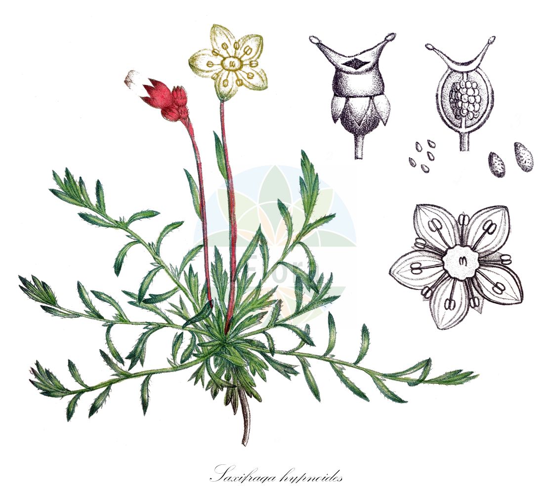 Historische Abbildung von Saxifraga hypnoides (Mossy Saxifrage). Das Bild zeigt Blatt, Bluete, Frucht und Same. ---- Historical Drawing of Saxifraga hypnoides (Mossy Saxifrage). The image is showing leaf, flower, fruit and seed.(Saxifraga hypnoides,Mossy Saxifrage,Saxifraga hypnoides,Saxifraga hypnoides L. subsp.,Saxifraga spathulata,Saxifraga,Steinbrech,Saxifrage,Saxifragaceae,Steinbrechgewächse,Saxifrage family,Blatt,Bluete,Frucht,Same,leaf,flower,fruit,seed,de Saint-Hilaire (1828-1833))