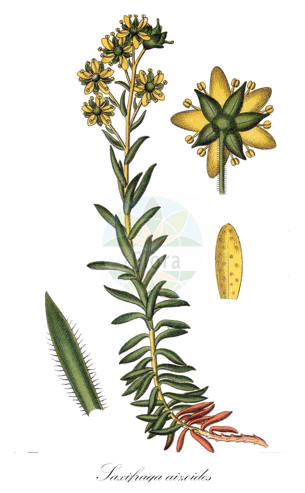 Historische Abbildung von Saxifraga aizoides (Fetthennen-Steinbrech - Yellow Saxifrage). Das Bild zeigt Blatt, Bluete, Frucht und Same. ---- Historical Drawing of Saxifraga aizoides (Fetthennen-Steinbrech - Yellow Saxifrage). The image is showing leaf, flower, fruit and seed.(Saxifraga aizoides,Fetthennen-Steinbrech,Yellow Saxifrage,Saxifraga aizoides,Saxifraga aizoidoides,Fetthennen-Steinbrech,Bach-Steinbrech,Yellow Saxifrage,Yellow Mountain Saxifrage,Saxifraga,Steinbrech,Saxifrage,Saxifragaceae,Steinbrechgewächse,Saxifrage family,Blatt,Bluete,Frucht,Same,leaf,flower,fruit,seed,Sturm (1796f))