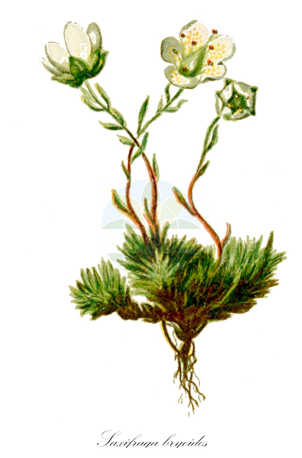 Historische Abbildung von Saxifraga bryoides (Moos-Steinbrech - Mossy Saxifrage). Das Bild zeigt Blatt, Bluete, Frucht und Same. ---- Historical Drawing of Saxifraga bryoides (Moos-Steinbrech - Mossy Saxifrage). The image is showing leaf, flower, fruit and seed.(Saxifraga bryoides,Moos-Steinbrech,Mossy Saxifrage,Saxifraga bryoides,Moos-Steinbrech,Mossy Saxifrage,Saxifraga,Steinbrech,Saxifrage,Saxifragaceae,Steinbrechgewächse,Saxifrage family,Blatt,Bluete,Frucht,Same,leaf,flower,fruit,seed,Hartinger & von Dalla Torre (1806f))
