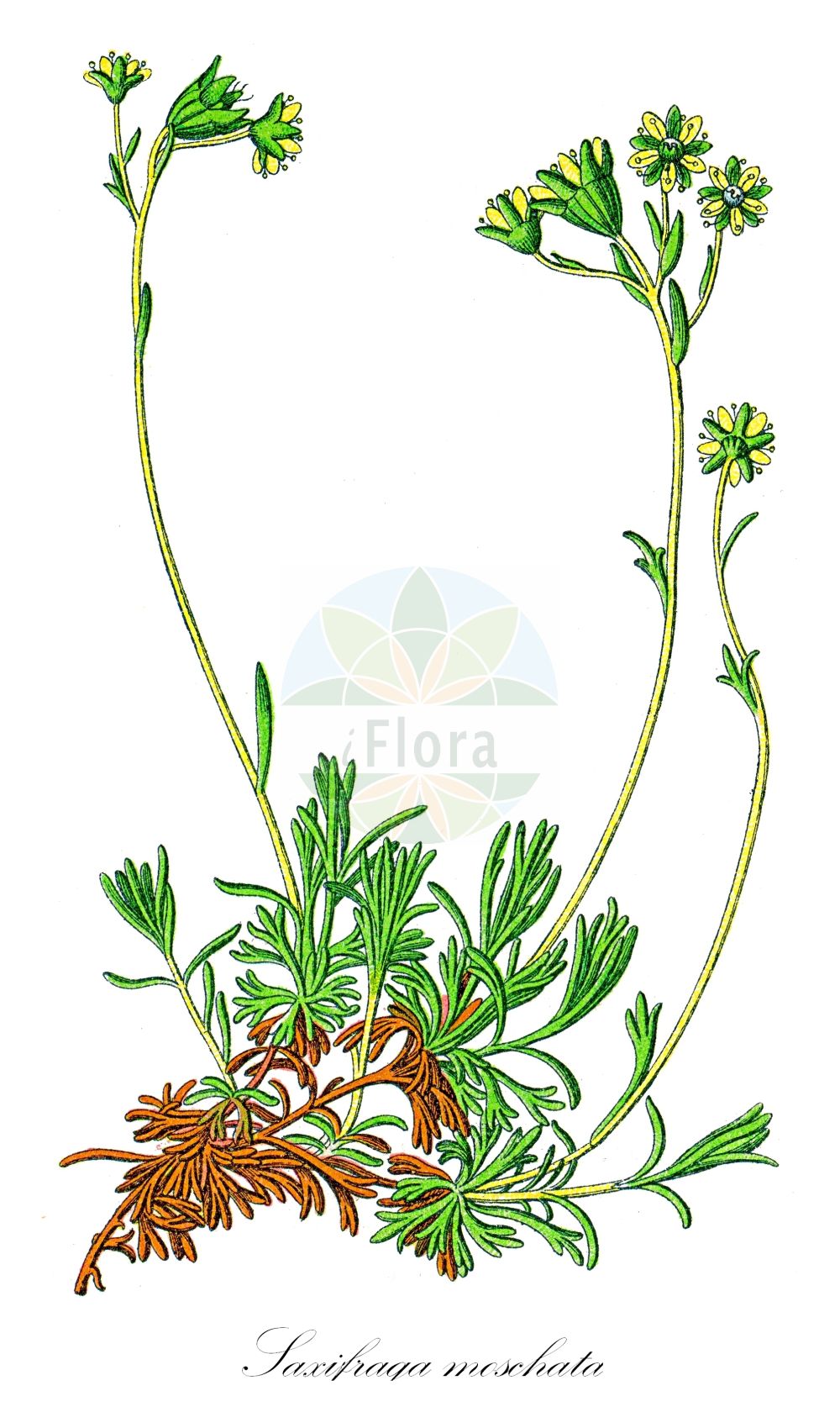Historische Abbildung von Saxifraga moschata (Moschus-Steinbrech - Musky Saxifrage). Das Bild zeigt Blatt, Bluete, Frucht und Same. ---- Historical Drawing of Saxifraga moschata (Moschus-Steinbrech - Musky Saxifrage). The image is showing leaf, flower, fruit and seed.(Saxifraga moschata,Moschus-Steinbrech,Musky Saxifrage,Saxifraga moschata,Saxifraga planifolia,Moschus-Steinbrech,Musky Saxifrage,Saxifraga,Steinbrech,Saxifrage,Saxifragaceae,Steinbrechgewächse,Saxifrage family,Blatt,Bluete,Frucht,Same,leaf,flower,fruit,seed,Sturm (1796f))