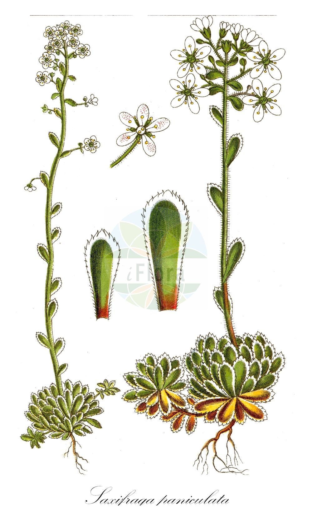 Historische Abbildung von Saxifraga paniculata (Rispen-Steinbrech - Livelong Saxifrage). Das Bild zeigt Blatt, Bluete, Frucht und Same. ---- Historical Drawing of Saxifraga paniculata (Rispen-Steinbrech - Livelong Saxifrage). The image is showing leaf, flower, fruit and seed.(Saxifraga paniculata,Rispen-Steinbrech,Livelong Saxifrage,Saxifraga aizoon,Saxifraga cartilaginea,Saxifraga paniculata,Saxifraga paniculata Mill. subsp.,Saxifraga paniculata subsp. stabiana,Rispen-Steinbrech,Livelong Saxifrage,White Mountain Saxifrage,Saxifraga,Steinbrech,Saxifrage,Saxifragaceae,Steinbrechgewächse,Saxifrage family,Blatt,Bluete,Frucht,Same,leaf,flower,fruit,seed,Sturm (1796f))