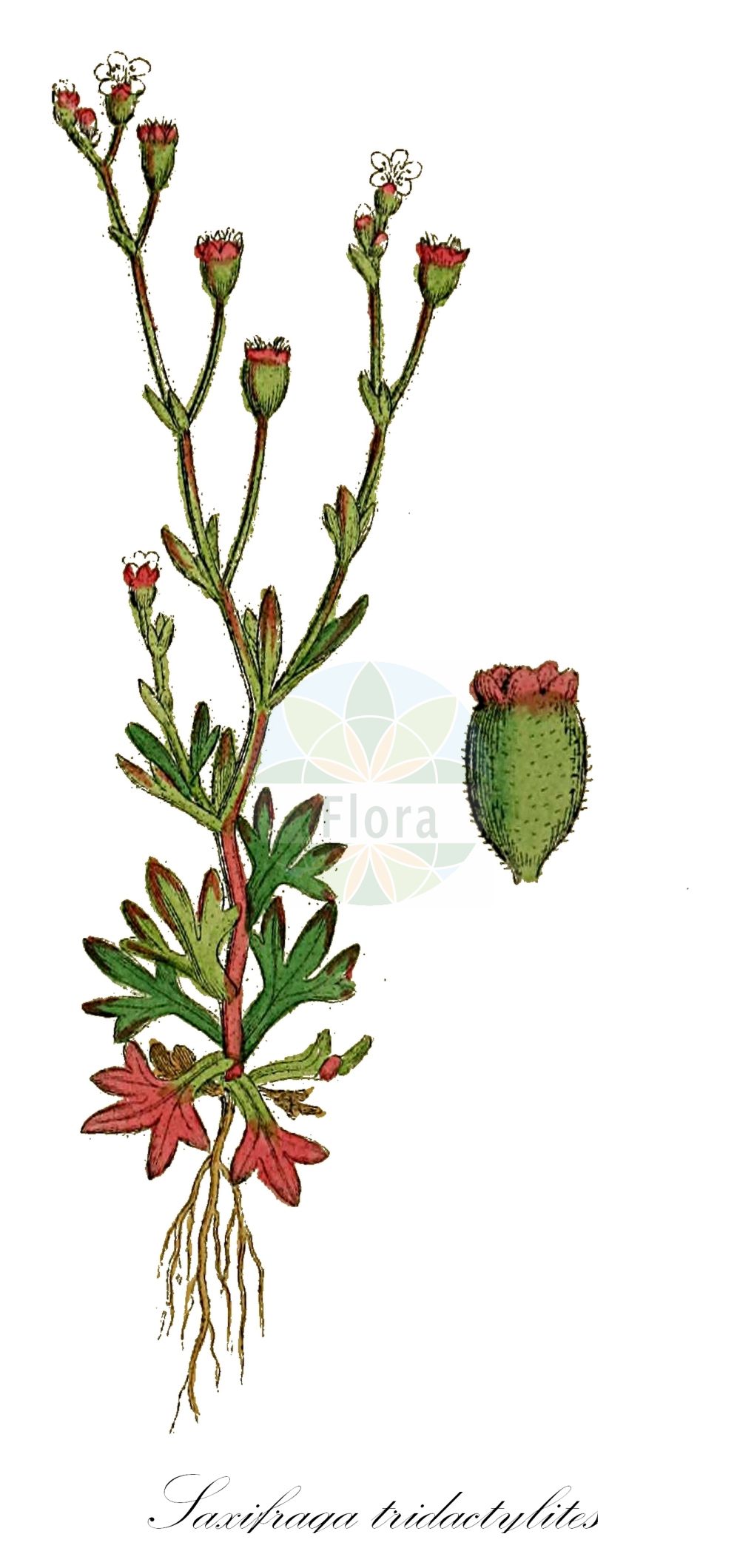 Historische Abbildung von Saxifraga tridactylites (Dreifinger-Steinbrech - Rue-leaved Saxifrage). Das Bild zeigt Blatt, Bluete, Frucht und Same. ---- Historical Drawing of Saxifraga tridactylites (Dreifinger-Steinbrech - Rue-leaved Saxifrage). The image is showing leaf, flower, fruit and seed.(Saxifraga tridactylites,Dreifinger-Steinbrech,Rue-leaved Saxifrage,Saxifraga tridactylites,Saxifraga tridactylites L. subsp.,Dreifinger-Steinbrech,Rue-leaved Saxifrage,Rueleaf Saxifrage,Saxifraga,Steinbrech,Saxifrage,Saxifragaceae,Steinbrechgewächse,Saxifrage family,Blatt,Bluete,Frucht,Same,leaf,flower,fruit,seed,Sowerby (1790-1813))