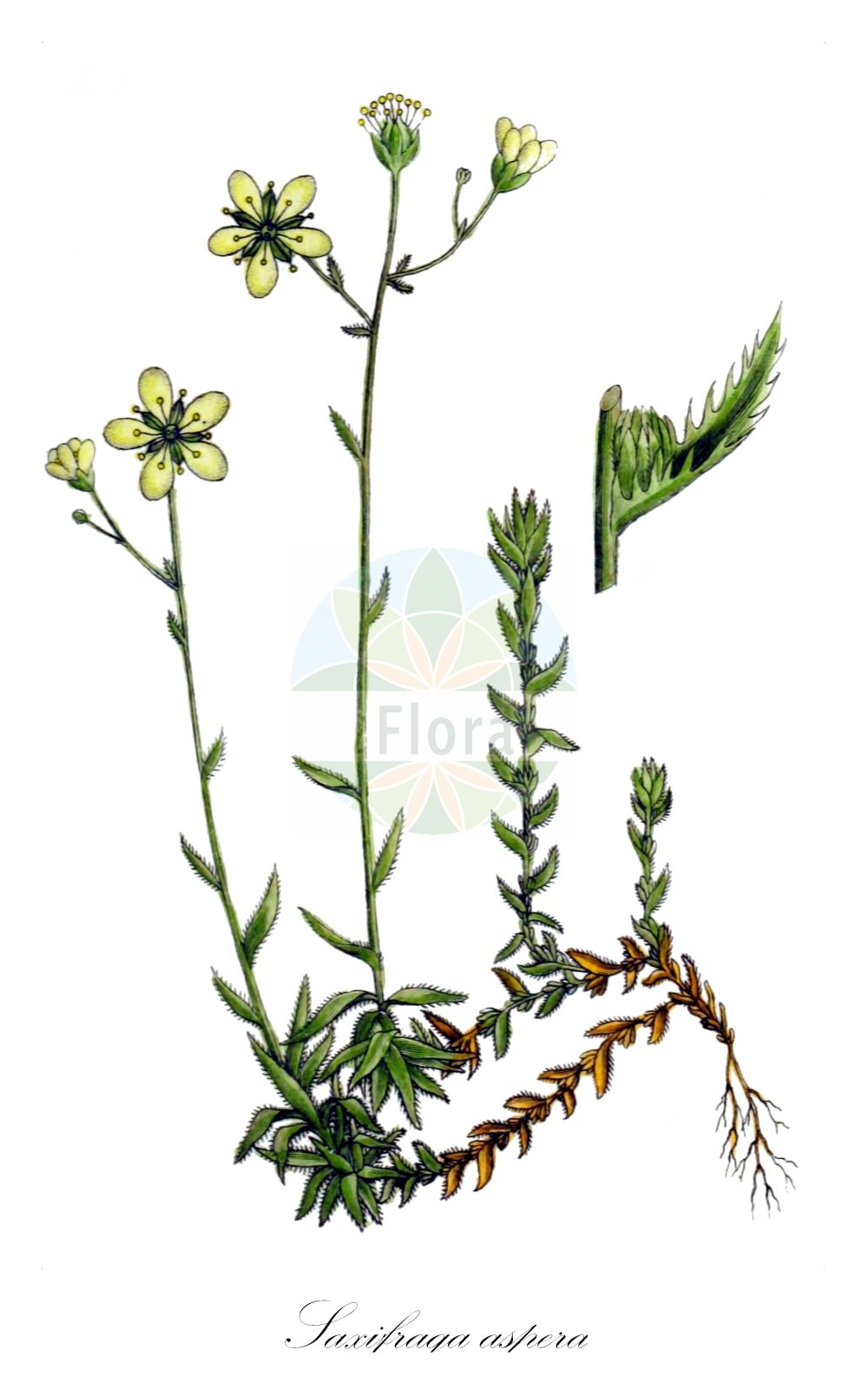 Historische Abbildung von Saxifraga aspera (Rauher Steinbrech - Rough Saxifrage). Das Bild zeigt Blatt, Bluete, Frucht und Same. ---- Historical Drawing of Saxifraga aspera (Rauher Steinbrech - Rough Saxifrage). The image is showing leaf, flower, fruit and seed.(Saxifraga aspera,Rauher Steinbrech,Rough Saxifrage,Saxifraga aspera,Saxifraga aspera L. subsp.,Saxifraga etrusca,Rauher Steinbrech,Rough Saxifrage,Stiff-haired Saxifrage,Saxifraga,Steinbrech,Saxifrage,Saxifragaceae,Steinbrechgewächse,Saxifrage family,Blatt,Bluete,Frucht,Same,leaf,flower,fruit,seed,Sturm (1796f))