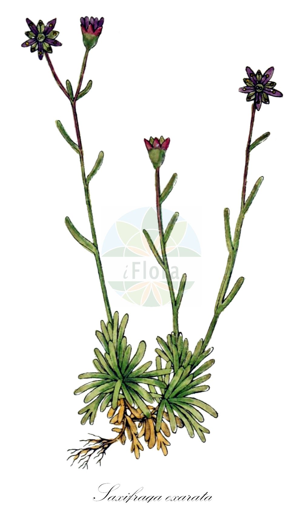 Historische Abbildung von Saxifraga exarata (Furchen-Steinbrech - Furrowed Saxifrage). Das Bild zeigt Blatt, Bluete, Frucht und Same. ---- Historical Drawing of Saxifraga exarata (Furchen-Steinbrech - Furrowed Saxifrage). The image is showing leaf, flower, fruit and seed.(Saxifraga exarata,Furchen-Steinbrech,Furrowed Saxifrage,Saxifraga adenophora,Saxifraga exarata,Saxifraga muscoides,Saxifraga tenuifolia,Saxifraga varians,Furchen-Steinbrech,Flachblatt-Steinbrech,Furrowed Saxifrage,Saxifraga,Steinbrech,Saxifrage,Saxifragaceae,Steinbrechgewächse,Saxifrage family,Blatt,Bluete,Frucht,Same,leaf,flower,fruit,seed,Sturm (1796f))