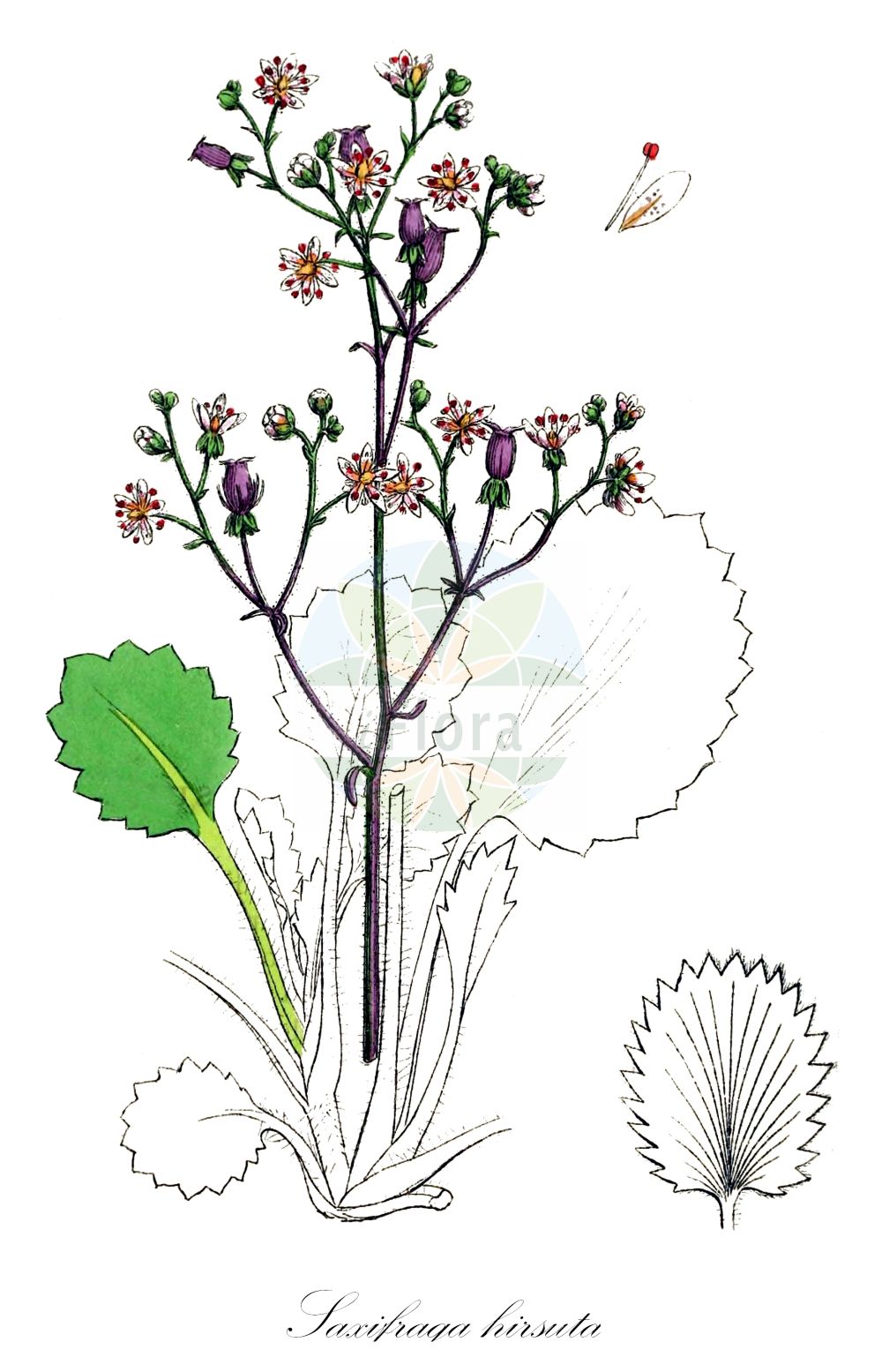 Historische Abbildung von Saxifraga hirsuta (Kidney Saxifrage). Das Bild zeigt Blatt, Bluete, Frucht und Same. ---- Historical Drawing of Saxifraga hirsuta (Kidney Saxifrage). The image is showing leaf, flower, fruit and seed.(Saxifraga hirsuta,Kidney Saxifrage,Saxifraga hirsuta,Saxifraga,Steinbrech,Saxifrage,Saxifragaceae,Steinbrechgewächse,Saxifrage family,Blatt,Bluete,Frucht,Same,leaf,flower,fruit,seed,Sowerby (1790-1813))