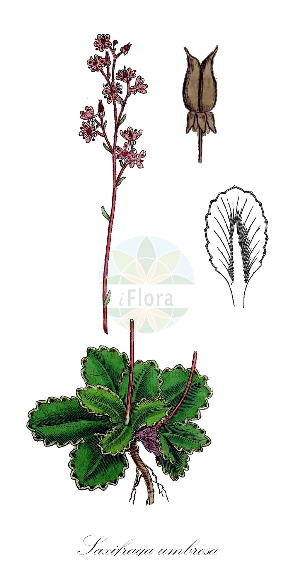 Historische Abbildung von Saxifraga umbrosa (Pyrenean Saxifrage). Das Bild zeigt Blatt, Bluete, Frucht und Same. ---- Historical Drawing of Saxifraga umbrosa (Pyrenean Saxifrage). The image is showing leaf, flower, fruit and seed.(Saxifraga umbrosa,Pyrenean Saxifrage,Saxifraga umbrosa,Saxifraga,Steinbrech,Saxifrage,Saxifragaceae,Steinbrechgewächse,Saxifrage family,Blatt,Bluete,Frucht,Same,leaf,flower,fruit,seed,Sowerby (1790-1813))