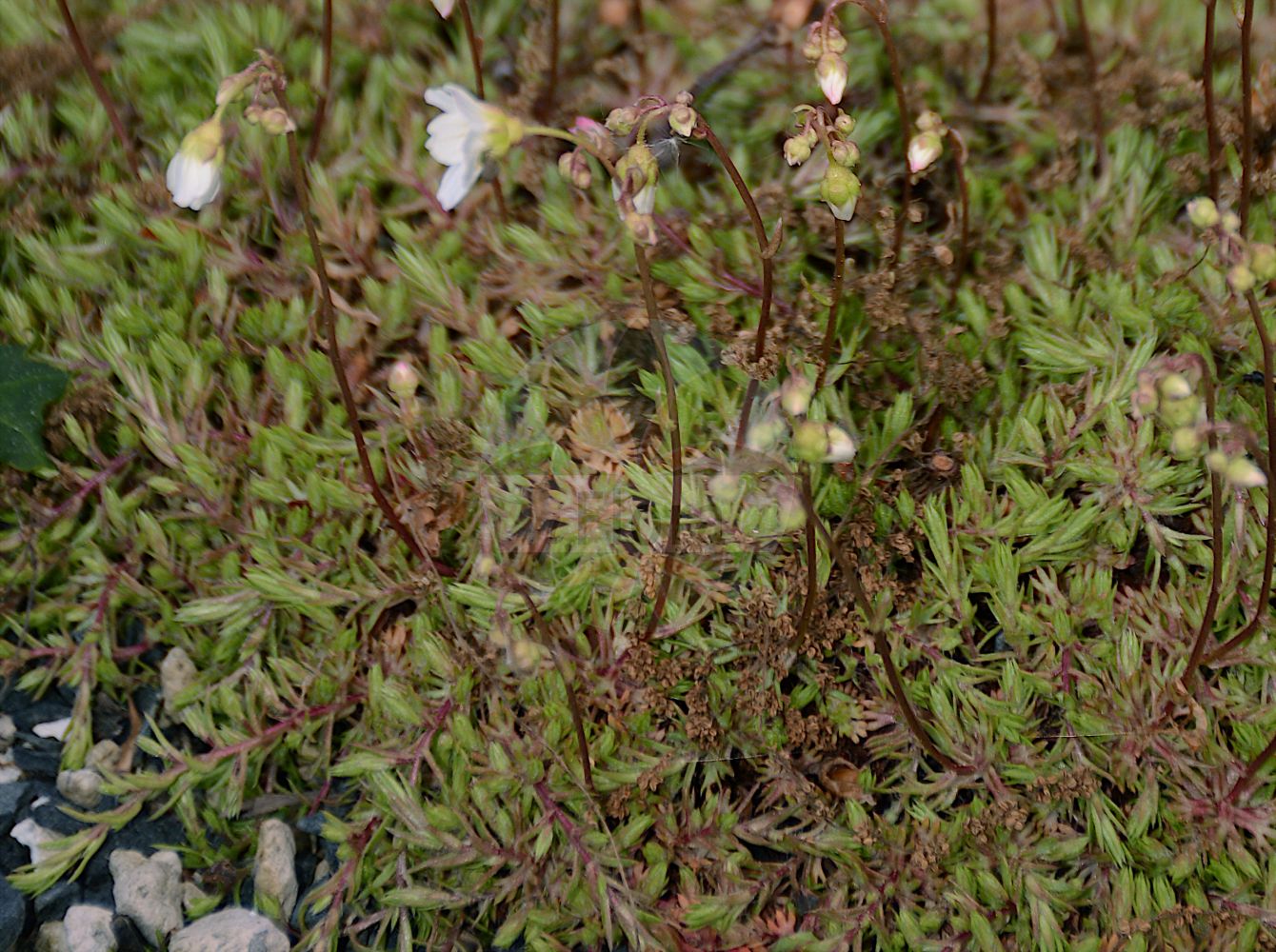 Foto von Saxifraga hypnoides (Mossy Saxifrage). Das Foto wurde in Bonn, Nordrhein-Westfalen, Deutschland aufgenommen. ---- Photo of Saxifraga hypnoides (Mossy Saxifrage). The picture was taken in Bonn, North Rhine-Westphalia, Germany.(Saxifraga hypnoides,Mossy Saxifrage,Saxifraga hypnoides,Saxifraga hypnoides L. subsp.,Saxifraga spathulata,Saxifraga,Steinbrech,Saxifrage,Saxifragaceae,Steinbrechgewächse,Saxifrage family)