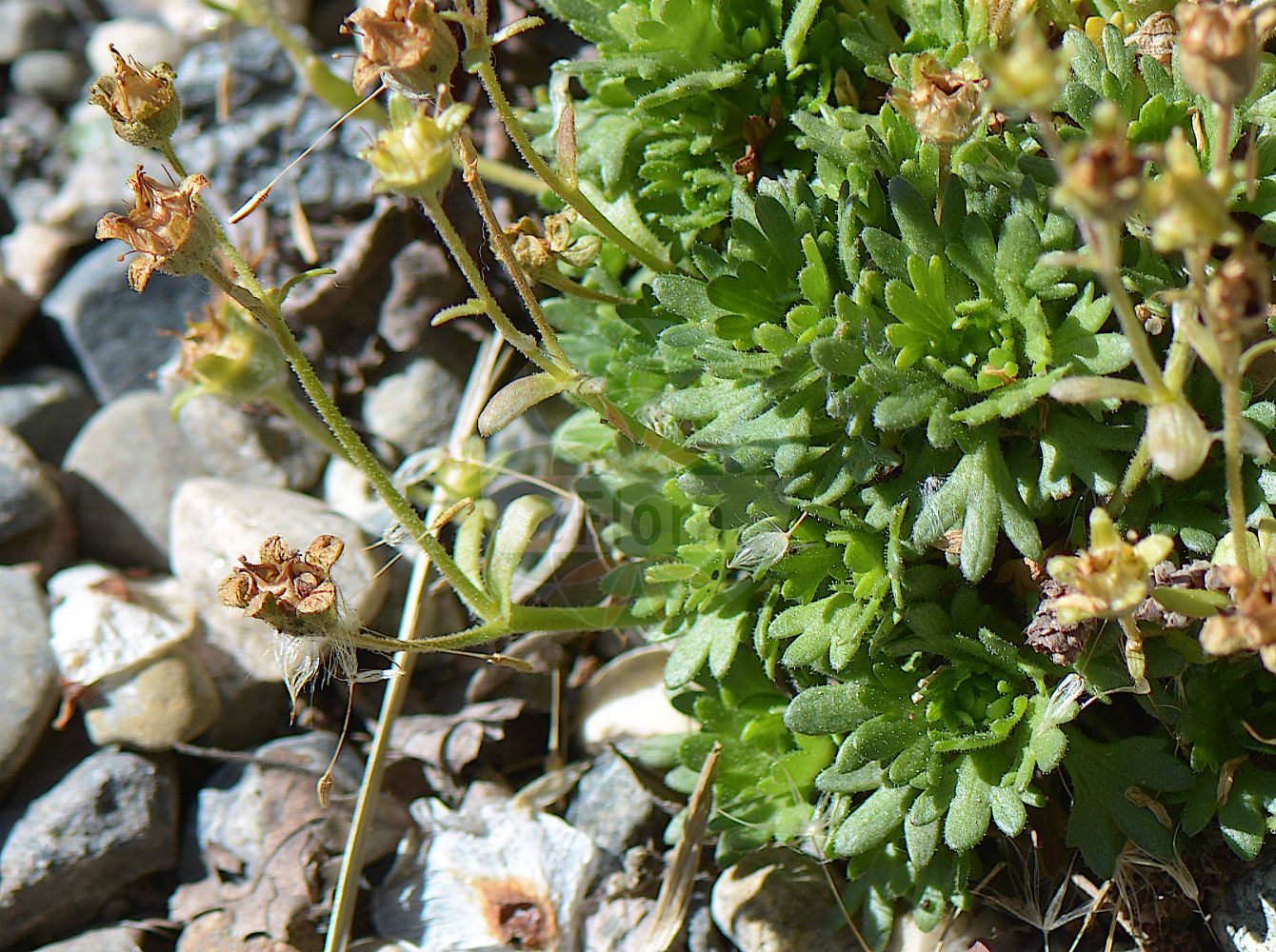 Foto von Saxifraga nivalis (Alpine Saxifrage). Das Foto wurde in Oslo, Norwegen aufgenommen. ---- Photo of Saxifraga nivalis (Alpine Saxifrage). The picture was taken in Oslo, Norway.(Saxifraga nivalis,Alpine Saxifrage,Saxifraga nivalis,Saxifraga,Steinbrech,Saxifrage,Saxifragaceae,Steinbrechgewächse,Saxifrage family)