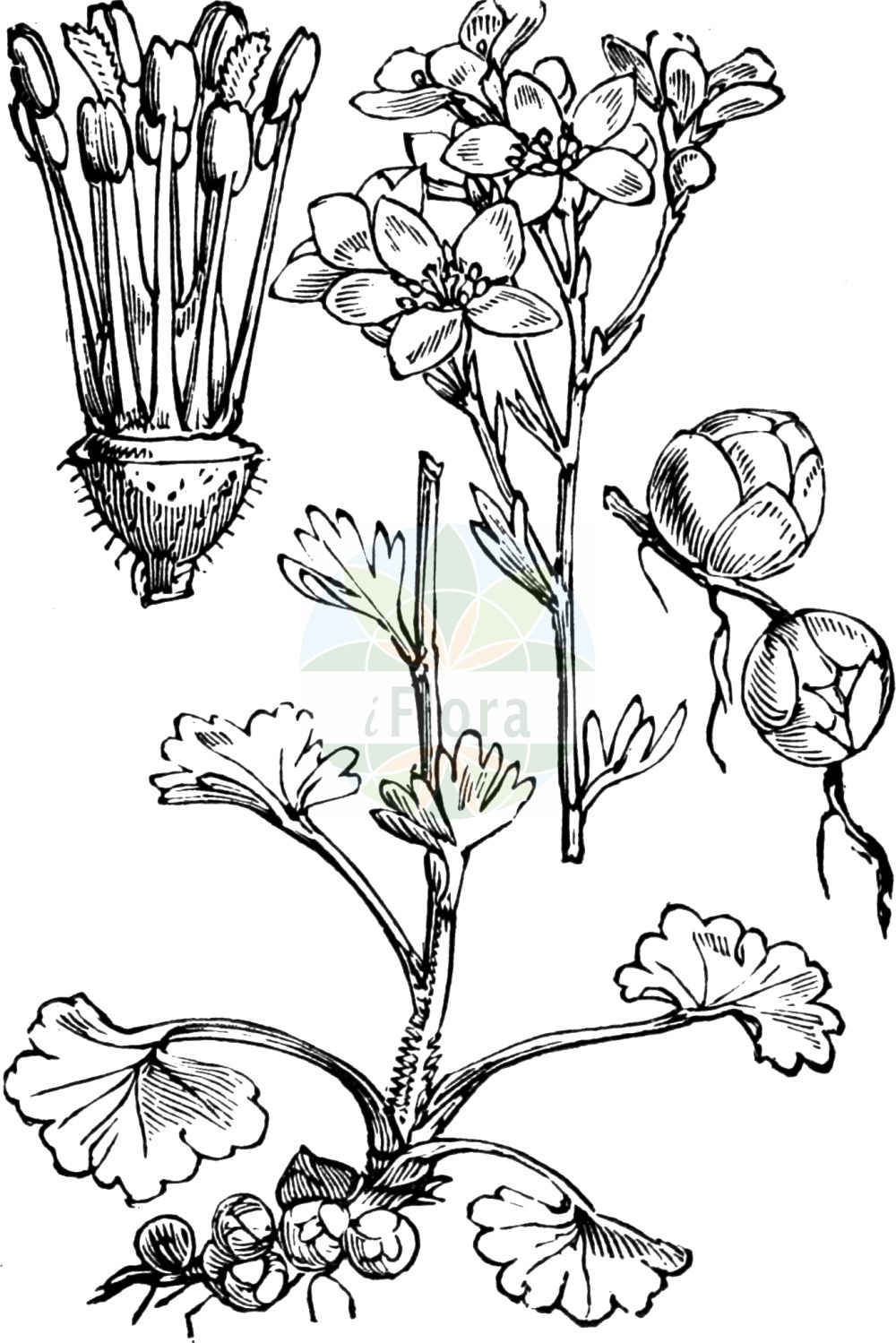 Historische Abbildung von Saxifraga granulata (Knöllchen-Steinbrech - Meadow Saxifrage). Das Bild zeigt Blatt, Bluete, Frucht und Same. ---- Historical Drawing of Saxifraga granulata (Knöllchen-Steinbrech - Meadow Saxifrage). The image is showing leaf, flower, fruit and seed.(Saxifraga granulata,Knöllchen-Steinbrech,Meadow Saxifrage,Saxifraga granulata,Knoellchen-Steinbrech,Koernchen-Steinbrech,Meadow Saxifrage,Bulbous Saxifrage,Fair Maids Of France,Saxifraga,Steinbrech,Saxifrage,Saxifragaceae,Steinbrechgewächse,Saxifrage family,Blatt,Bluete,Frucht,Same,leaf,flower,fruit,seed,Fitch et al. (1880))