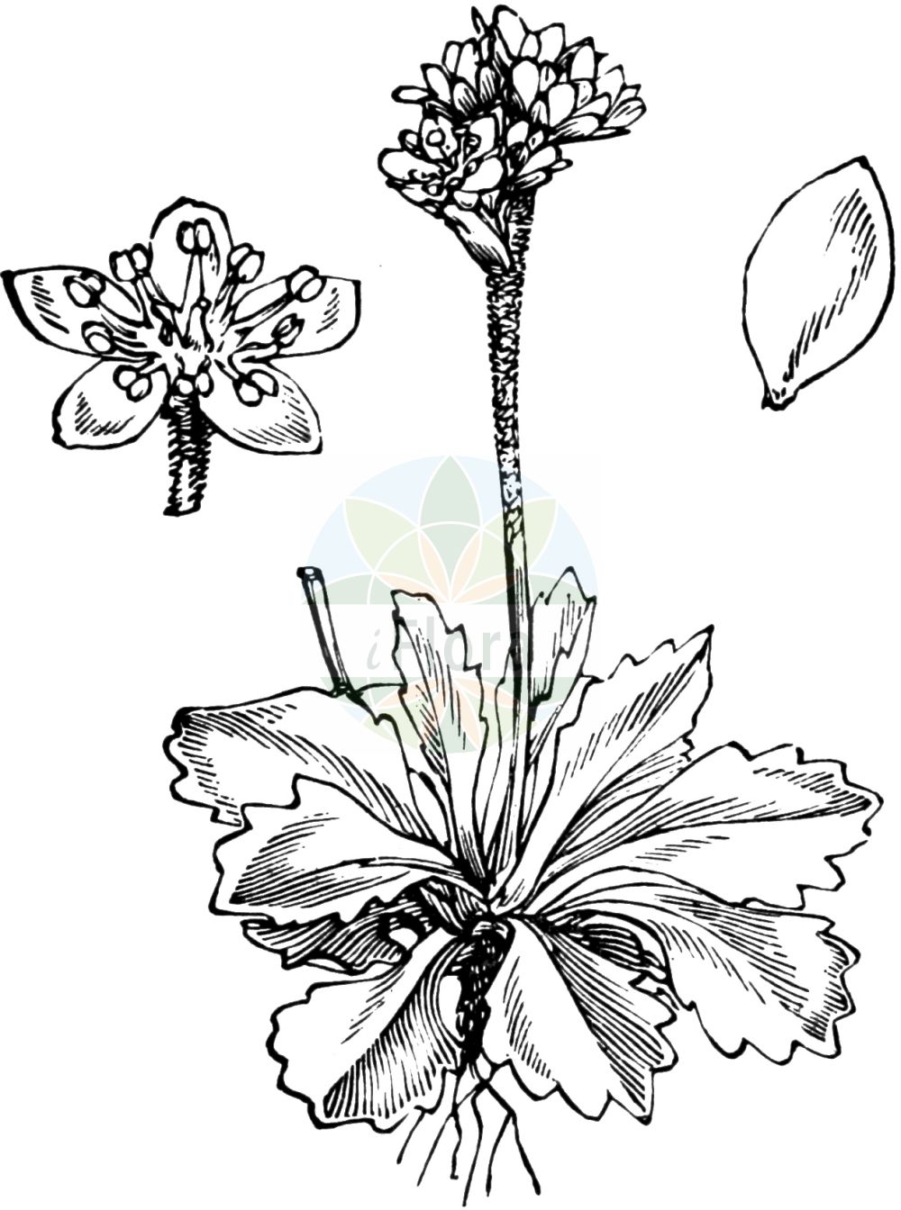 Historische Abbildung von Saxifraga nivalis (Alpine Saxifrage). Das Bild zeigt Blatt, Bluete, Frucht und Same. ---- Historical Drawing of Saxifraga nivalis (Alpine Saxifrage). The image is showing leaf, flower, fruit and seed.(Saxifraga nivalis,Alpine Saxifrage,Saxifraga nivalis,Saxifraga,Steinbrech,Saxifrage,Saxifragaceae,Steinbrechgewächse,Saxifrage family,Blatt,Bluete,Frucht,Same,leaf,flower,fruit,seed,Fitch et al. (1880))