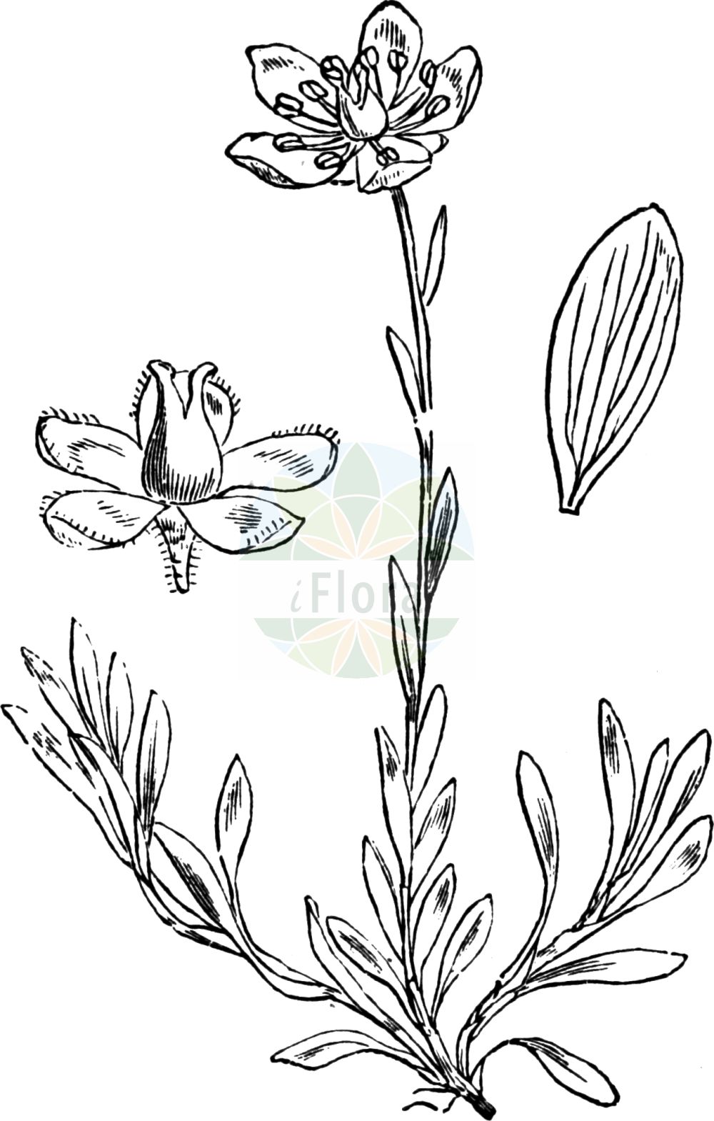 Historische Abbildung von Saxifraga hirculus (Moor-Steinbrech - Marsh Saxifrage). Das Bild zeigt Blatt, Bluete, Frucht und Same. ---- Historical Drawing of Saxifraga hirculus (Moor-Steinbrech - Marsh Saxifrage). The image is showing leaf, flower, fruit and seed.(Saxifraga hirculus,Moor-Steinbrech,Marsh Saxifrage,Saxifraga autumnalis,Saxifraga hirculus,Moor-Steinbrech,Bock-Steinbrech,Marsh Saxifrage,Yellow Marsh Saxifrage,Saxifraga,Steinbrech,Saxifrage,Saxifragaceae,Steinbrechgewächse,Saxifrage family,Blatt,Bluete,Frucht,Same,leaf,flower,fruit,seed,Fitch et al. (1880))