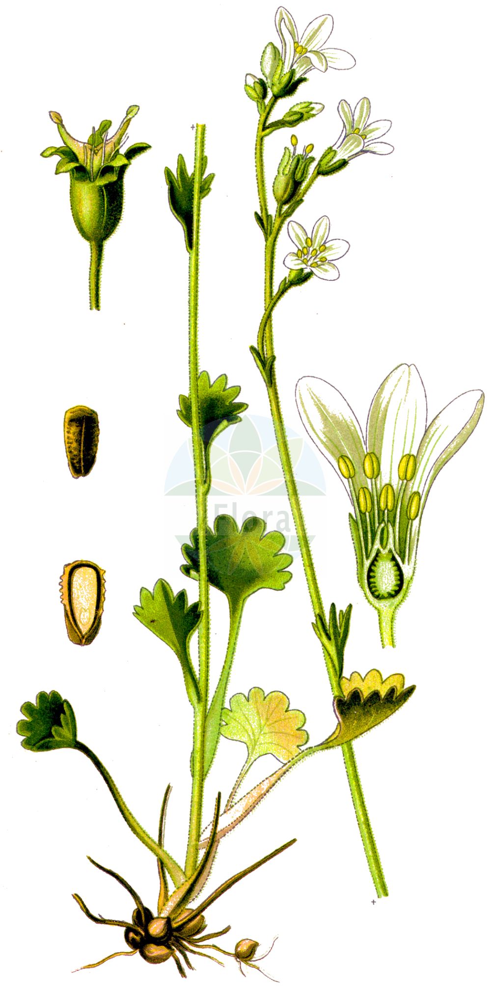Historische Abbildung von Saxifraga granulata (Knöllchen-Steinbrech - Meadow Saxifrage). Das Bild zeigt Blatt, Bluete, Frucht und Same. ---- Historical Drawing of Saxifraga granulata (Knöllchen-Steinbrech - Meadow Saxifrage). The image is showing leaf, flower, fruit and seed.(Saxifraga granulata,Knöllchen-Steinbrech,Meadow Saxifrage,Saxifraga granulata,Knoellchen-Steinbrech,Koernchen-Steinbrech,Meadow Saxifrage,Bulbous Saxifrage,Fair Maids Of France,Saxifraga,Steinbrech,Saxifrage,Saxifragaceae,Steinbrechgewächse,Saxifrage family,Blatt,Bluete,Frucht,Same,leaf,flower,fruit,seed,Thomé (1885))