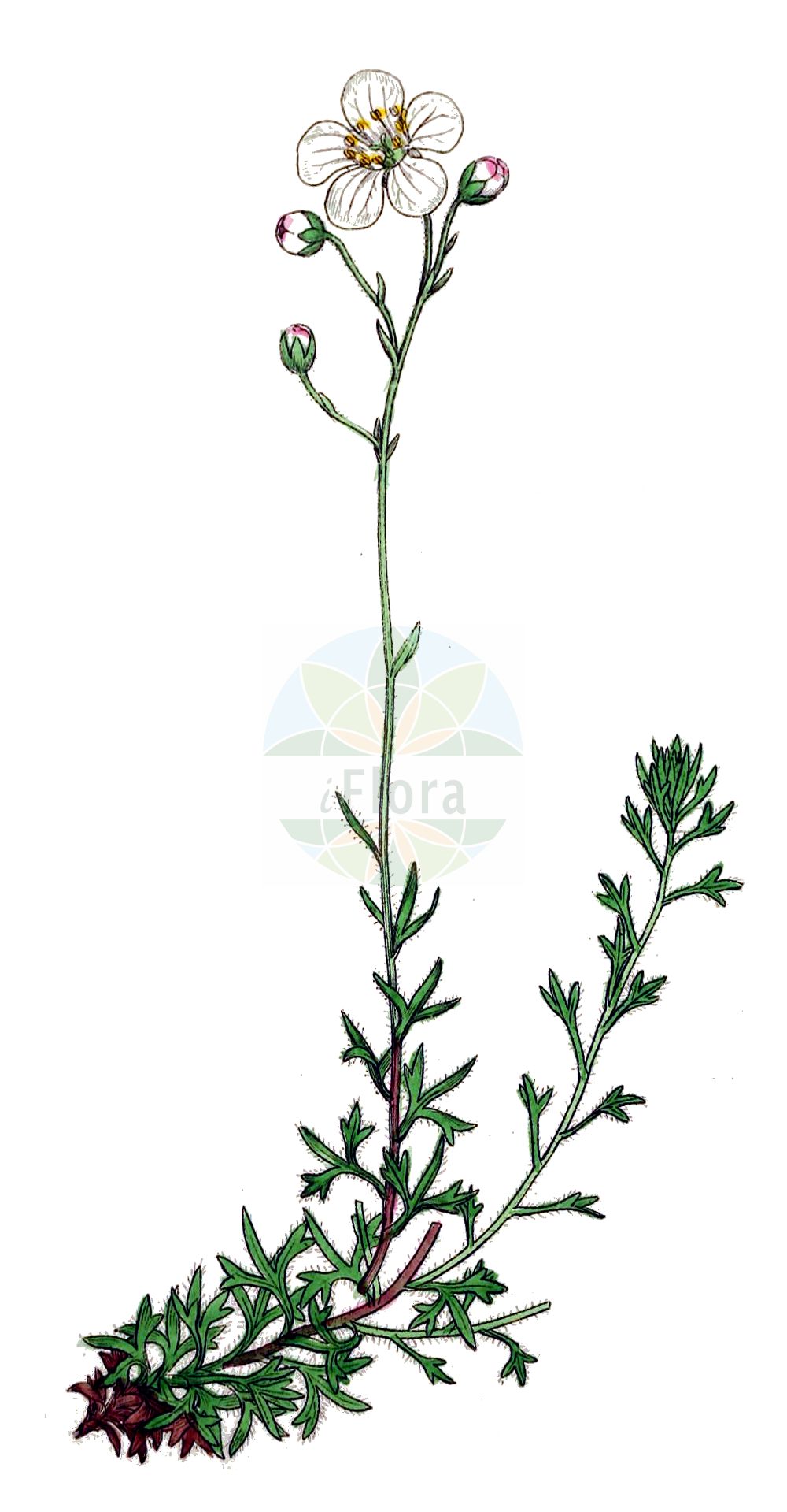 Historische Abbildung von Saxifraga hypnoides (Mossy Saxifrage). Das Bild zeigt Blatt, Bluete, Frucht und Same. ---- Historical Drawing of Saxifraga hypnoides (Mossy Saxifrage). The image is showing leaf, flower, fruit and seed.(Saxifraga hypnoides,Mossy Saxifrage,Saxifraga hypnoides,Saxifraga hypnoides L. subsp.,Saxifraga spathulata,Saxifraga,Steinbrech,Saxifrage,Saxifragaceae,Steinbrechgewächse,Saxifrage family,Blatt,Bluete,Frucht,Same,leaf,flower,fruit,seed,Sowerby (1790-1813))