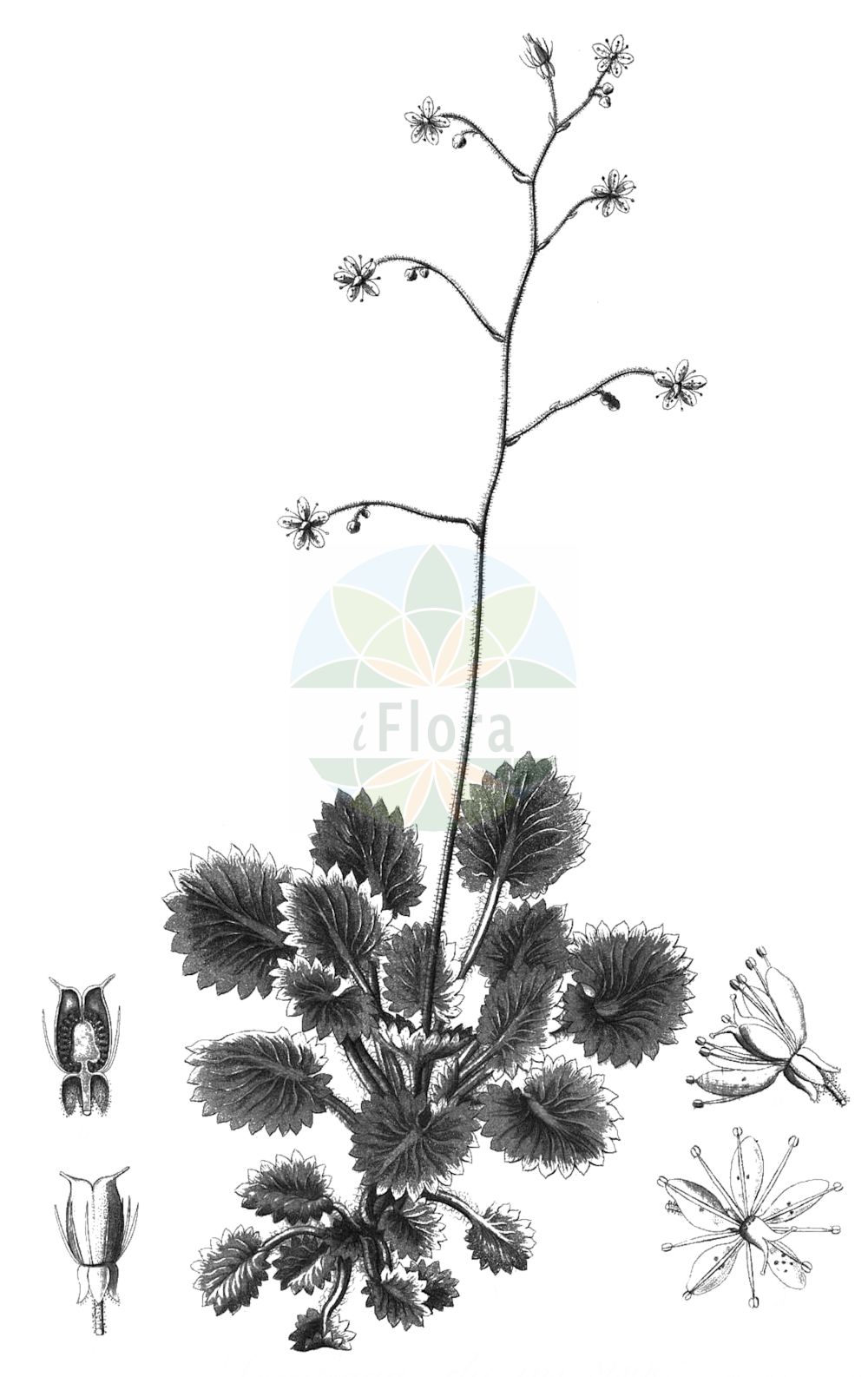 Historische Abbildung von Saxifraga hirsuta (Kidney Saxifrage). Das Bild zeigt Blatt, Bluete, Frucht und Same. ---- Historical Drawing of Saxifraga hirsuta (Kidney Saxifrage). The image is showing leaf, flower, fruit and seed.(Saxifraga hirsuta,Kidney Saxifrage,Saxifraga hirsuta,Saxifraga,Steinbrech,Saxifrage,Saxifragaceae,Steinbrechgewächse,Saxifrage family,Blatt,Bluete,Frucht,Same,leaf,flower,fruit,seed,Reichenbach (1823-1832))