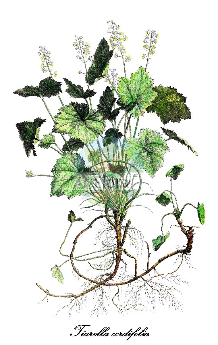 Historische Abbildung von Tiarella cordifolia (Herzblättrige Schaumblüte - Heart-leaf foamflower). Das Bild zeigt Blatt, Bluete, Frucht und Same. ---- Historical Drawing of Tiarella cordifolia (Herzblättrige Schaumblüte - Heart-leaf foamflower). The image is showing leaf, flower, fruit and seed.(Tiarella cordifolia,Herzblättrige Schaumblüte,Heart-leaf foamflower,Tiarella,Schaumblüte,Foamflower,Saxifragaceae,Steinbrechgewächse,Saxifrage Family,Blatt,Bluete,Frucht,Same,leaf,flower,fruit,seed,Dodart (1788))