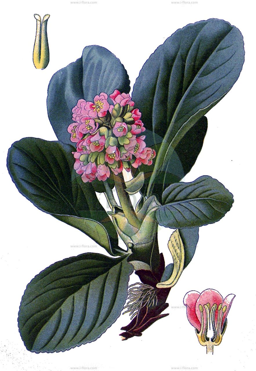 Bergenia crassifolia - Saxifragaceae,Plantae,Pteridobiotina,Angiosperms,Saxifragales,Saxifragaceae,Bergenia,Bergenia crassifolia,Bergenia biflora, Bergenia biflora var. hawortiana, Bergenia bifolia, Bergenia cordifolia, Bergenia coreana, Bergenia crassifolia var. cordifolia, Bergenia crassifolia var. sajanensis, Bergenia media, Geryonia crassifolia, Megasea cordifolia, Megasea crassifolia, Megasea media, Piarophyla cordifolia, Piarophyla elliptica, Saxifraga cordifolia, Saxifraga crassifolia, Saxifraga crassifolia var. elliptica, Saxifraga crassifolia var. obovata, Saxifraga crassifolia var. pauciflora,Bergenie;Herzblättrige Bergenie;Dickblatt-Bergenie;elephant-ears;Bergénie;bergénie à feuilles cordiformes;bergénie à feuilles charnues;Bergenia;бадан сердцелистный;бадан толстолистный;камнеломка толстолистная;hjärtbergenia;bergenia;kæmpestenbræk;bergenia sercowata;bergenia grubolistna;vaskoslevelű bőrlevél;bergenie tučnolistá;bergénia tučnolistá;бадан товстолистий;бергения;hòu yè yán bái cài;厚叶岩白菜