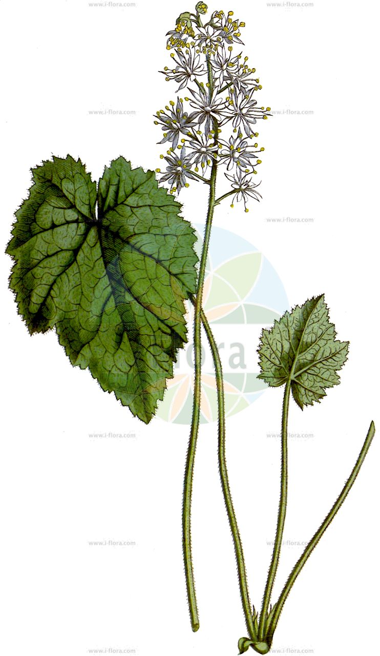 Tiarella cordifolia - Saxifragaceae,Plantae,Pteridobiotina,Angiosperms,Saxifragales,Saxifragaceae,Tiarella,Tiarella cordifolia,Tiarella cordifolia f. cordifolia, Tiarella cordifolia f. tridentata, Tiarella cordifolia var. austrina, Tiarella cordifolia var. bracteata, Tiarella cordifolia var. collina, Tiarella cordifolia var. cordifolia, Tiarella macrophylla, Tiarella wherryi,Herzblättrige Schaumblüte;Wherry-Schaumblüte;heart-leaf foamflower;tiarelle cordifoliée;tiarelle cordifoliée;тиарелла сердцелистная