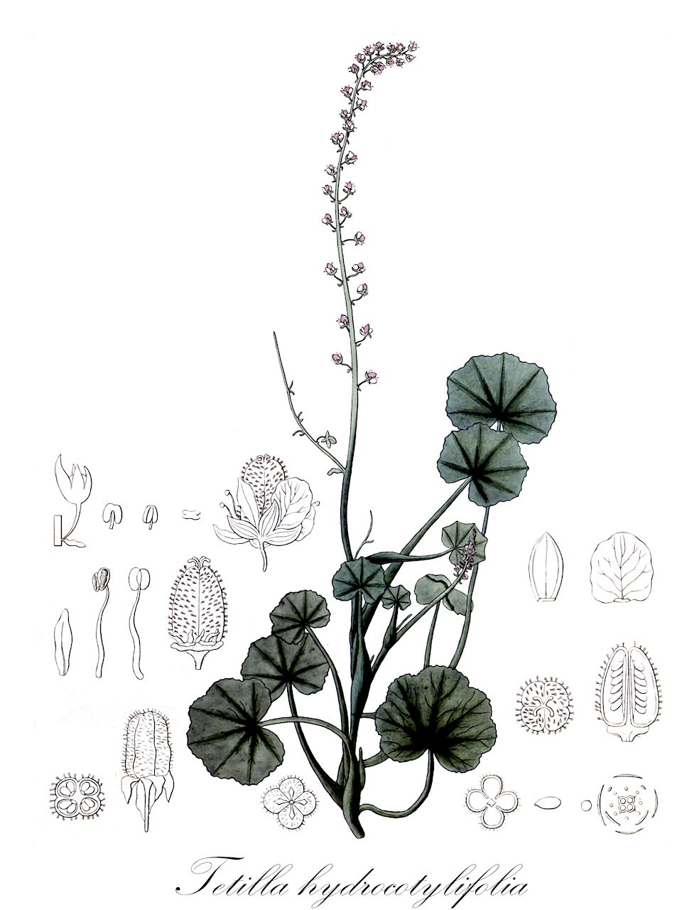 Tetilla hydrocotylifolia - Saxifragaceae,Plantae,Pteridobiotina,Angiosperms,Saxifragales,Saxifragaceae,Tetilla,Tetilla hydrocotylifolia,Anarmosa gracilis, Dimorphopetalum tetilla, Tetraplasium petiolare