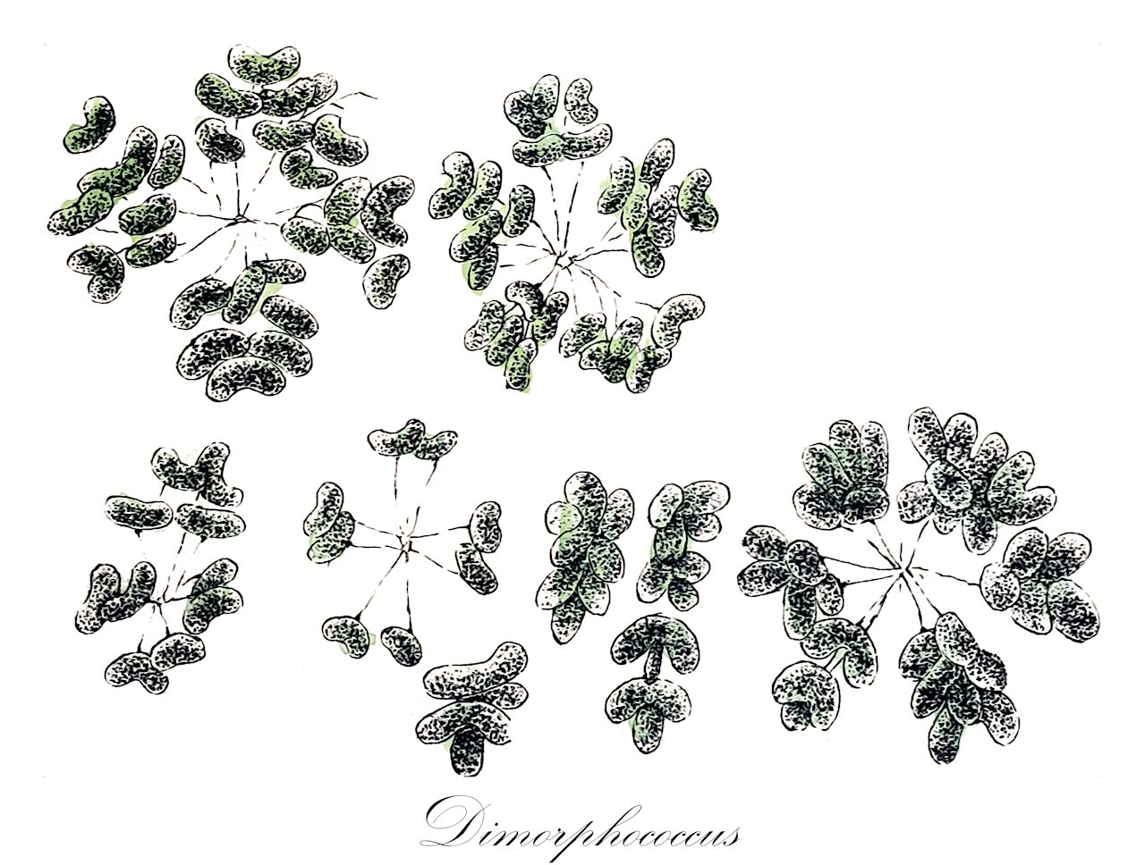 Dimorphococcus - Chlorophyta,Biota,Plantae,Chlorophyta,Chlorophytina,Chlorophyceae,Sphaeropleales,Scenedesmaceae,Dimorphococcus,Dimophococcus