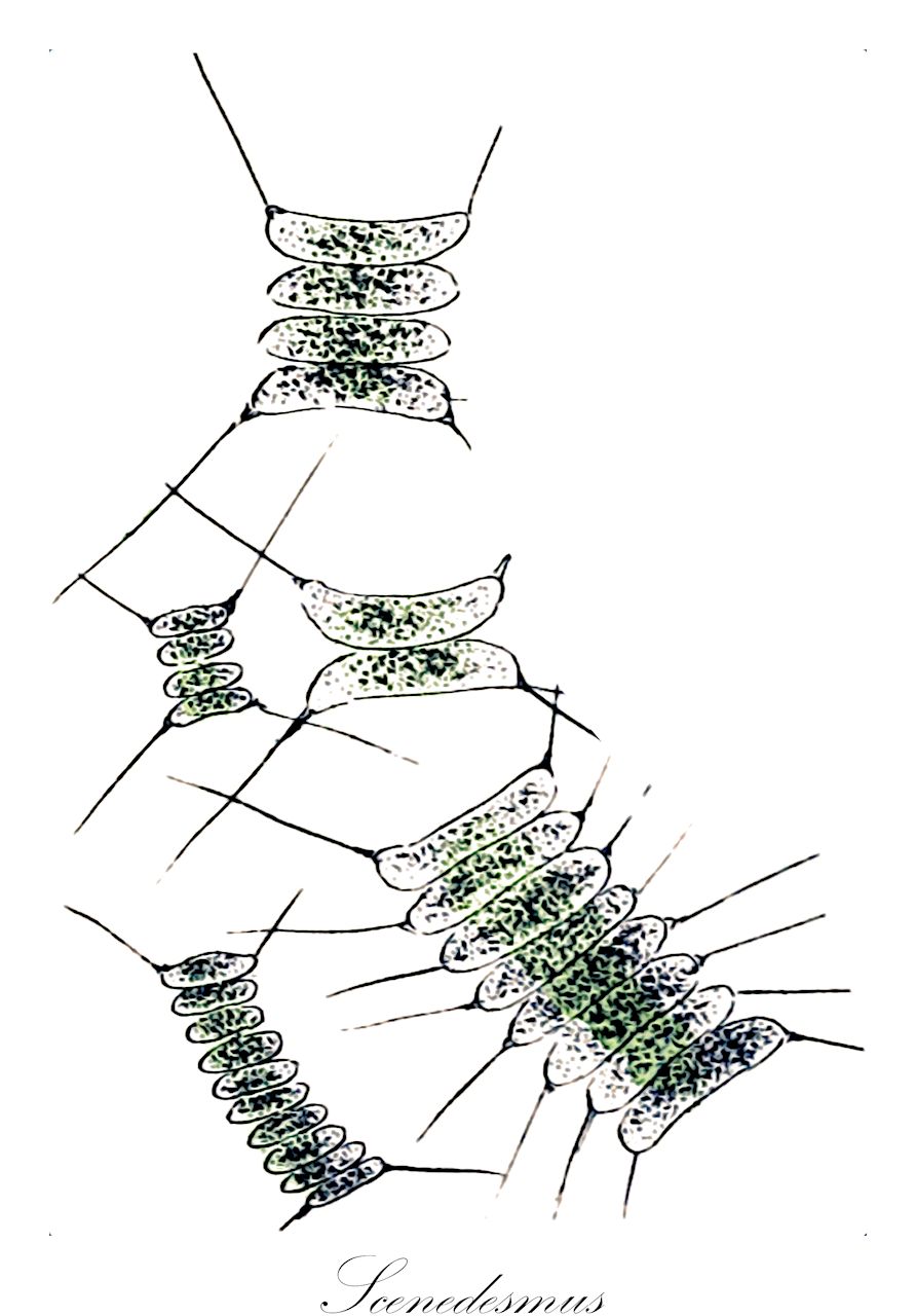 Scenedesmus - Scenedesmaceae,Biota,Plantae,Chlorophyta,Chlorophytina,Chlorophyceae,Sphaeropleales,Scenedesmaceae,Scenedesmus,Arthrodesmus