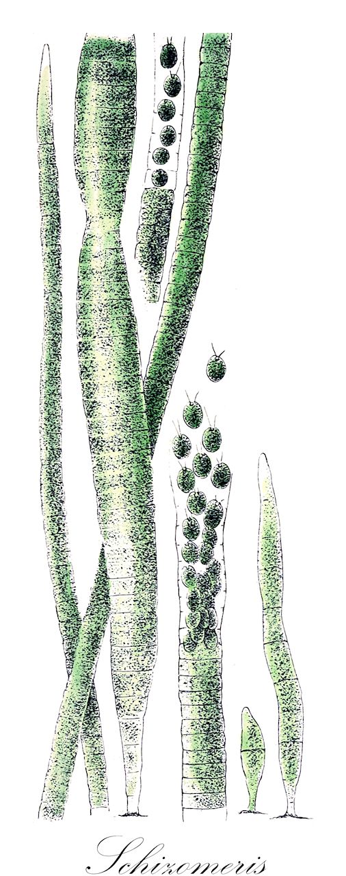 Schizomeris - Chlorophyta,Biota,Plantae,Chlorophyta,Chlorophytina,Chlorophyceae,Chaetophorales,Schizomeridaceae,Schizomeris