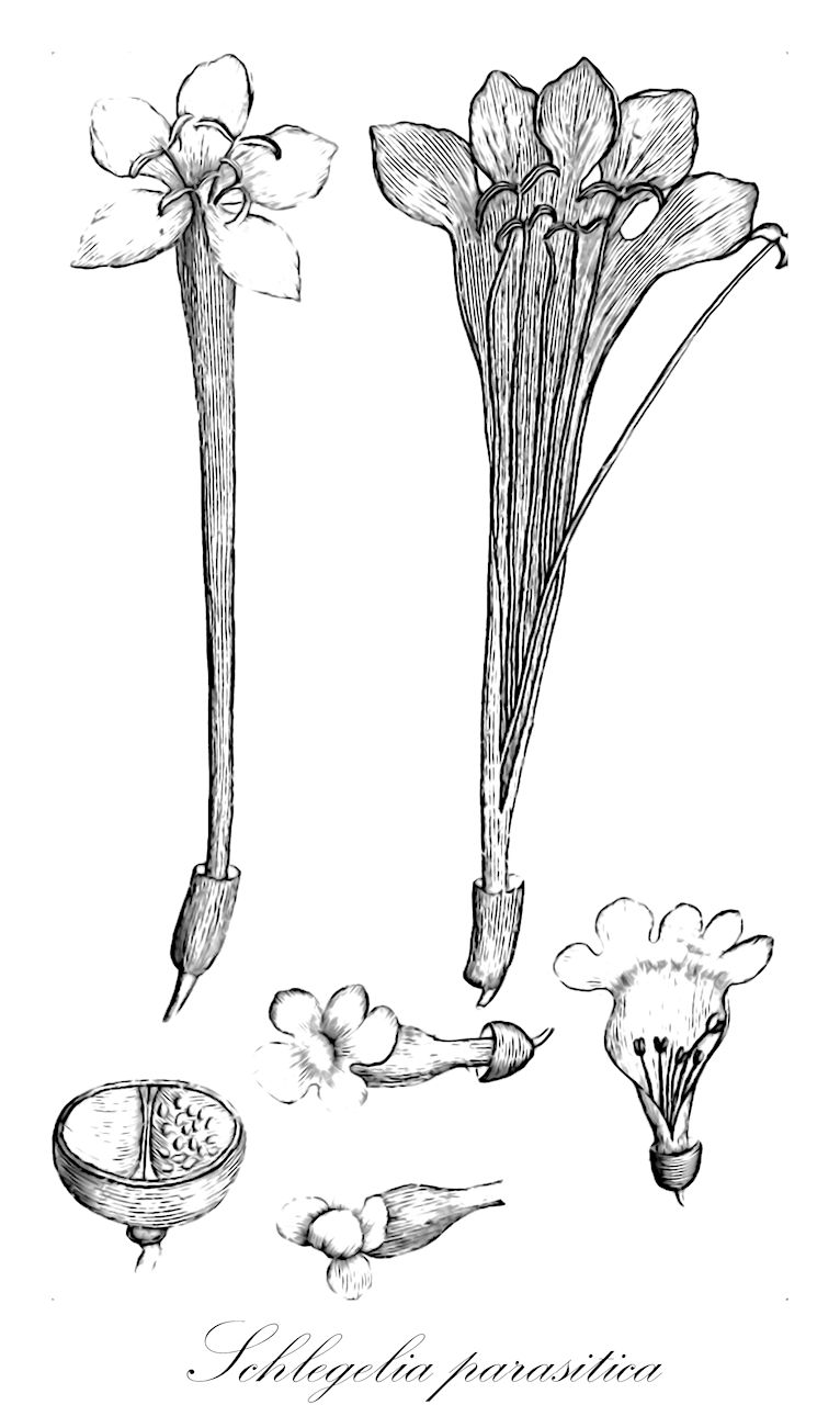 Schlegelia parasitica - Schlegeliaceae,Plantae,Pteridobiotina,Angiosperms,Lamiales,Schlegeliaceae,Schlegelia,Schlegelia parasitica,Tanaecium parasiticum