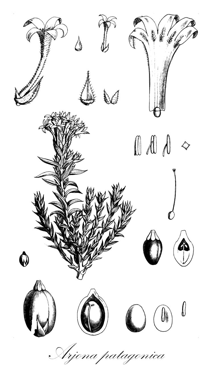 Arjona patagonica - Schoepfiaceae,Arjona andina, Arjona chubutensis, Arjona rigida, Arjona ruscifolia,Plantae,Pteridobiotina,Angiosperms,Santalales,Schoepfiaceae,Arjona,Arjona patagonica