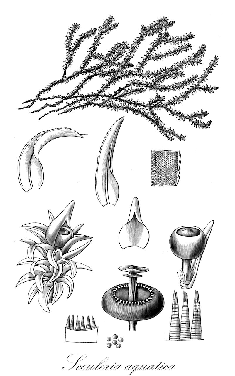 Scouleria aquatica - Scouleriaceae,Plantae,Bryobiotina,Bryophyta,Bryopsida,Dicranidae,Scouleriales,Scouleriaceae,Scouleria,Scouleria aquatica,Grimmia scouleri, Guembelia scouleri, Scouleria aquatica f. nigrescens, Scouleria aquatica f. virescens, Scouleria aquatica var. catilliformis, Scouleria aquatica var. nigrescens, Scouleria muelleri, Scouleria muelleri subsp. catilliformis, Scouleria nevii