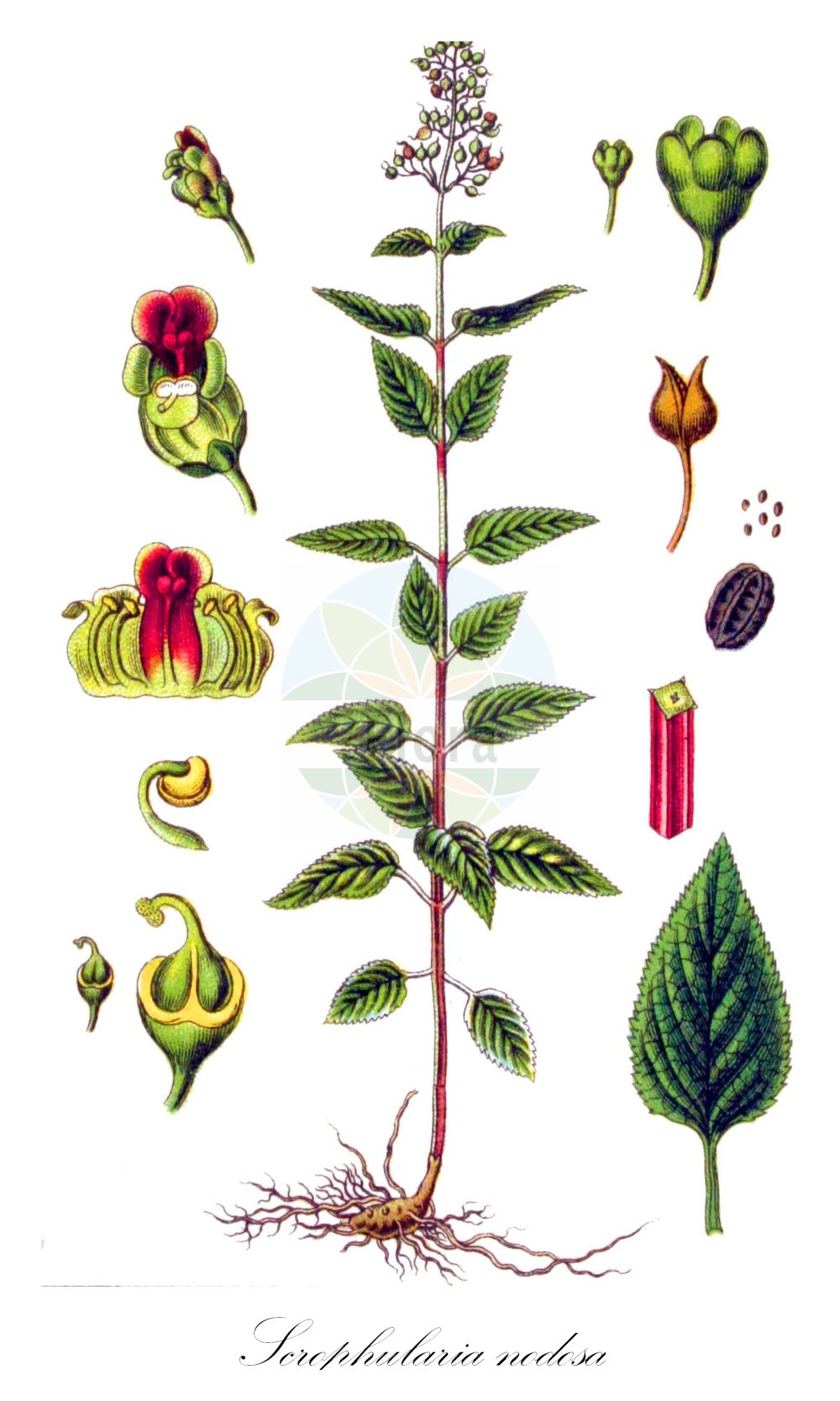 Historische Abbildung von Scrophularia nodosa (Knotige Braunwurz - Common Figwort). Das Bild zeigt Blatt, Bluete, Frucht und Same. ---- Historical Drawing of Scrophularia nodosa (Knotige Braunwurz - Common Figwort). The image is showing leaf, flower, fruit and seed.(Scrophularia nodosa,Knotige Braunwurz,Common Figwort,Scrophularia nodosa,Scrophularia nodosa L. subsp.,Scrophularia nodosa subsp. chamaeneriifolia,Knotige Braunwurz,Common Figwort,Woodland Figwort,Figwort,Kernelwort,Knotted Figwort,Scrophularia,Braunwurz,Figwort,Scrophulariaceae,Braunwurzgewächse,Figwort family,Blatt,Bluete,Frucht,Same,leaf,flower,fruit,seed,Sturm (1796f))