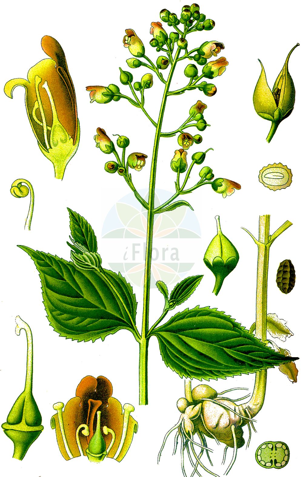 Historische Abbildung von Scrophularia nodosa (Knotige Braunwurz - Common Figwort). Das Bild zeigt Blatt, Bluete, Frucht und Same. ---- Historical Drawing of Scrophularia nodosa (Knotige Braunwurz - Common Figwort). The image is showing leaf, flower, fruit and seed.(Scrophularia nodosa,Knotige Braunwurz,Common Figwort,Scrophularia nodosa,Scrophularia nodosa L. subsp.,Scrophularia nodosa subsp. chamaeneriifolia,Knotige Braunwurz,Common Figwort,Woodland Figwort,Figwort,Kernelwort,Knotted Figwort,Scrophularia,Braunwurz,Figwort,Scrophulariaceae,Braunwurzgewächse,Figwort family,Blatt,Bluete,Frucht,Same,leaf,flower,fruit,seed,Thomé (1885))