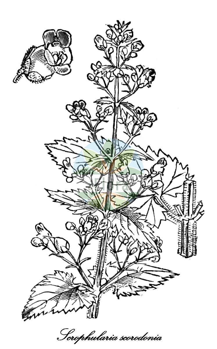 Historische Abbildung von Scrophularia scorodonia (Knoblauchartige Braunwurz - Balm-leaved Figwort). Das Bild zeigt Blatt, Bluete, Frucht und Same. ---- Historical Drawing of Scrophularia scorodonia (Knoblauchartige Braunwurz - Balm-leaved Figwort). The image is showing leaf, flower, fruit and seed.(Scrophularia scorodonia,Knoblauchartige Braunwurz,Balm-leaved Figwort,Scrophularia betonicifolia,Scrophularia,Braunwurz,Figwort,Scrophulariaceae,Braunwurzgewächse,Figwort Family,Blatt,Bluete,Frucht,Same,leaf,flower,fruit,seed,Fitch et al. (1880))