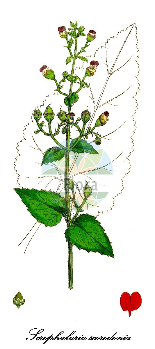 Historische Abbildung von Scrophularia scorodonia (Knoblauchartige Braunwurz - Balm-leaved Figwort). Das Bild zeigt Blatt, Bluete, Frucht und Same. ---- Historical Drawing of Scrophularia scorodonia (Knoblauchartige Braunwurz - Balm-leaved Figwort). The image is showing leaf, flower, fruit and seed.(Scrophularia scorodonia,Knoblauchartige Braunwurz,Balm-leaved Figwort,Scrophularia betonicifolia,Scrophularia,Braunwurz,Figwort,Scrophulariaceae,Braunwurzgewächse,Figwort Family,Blatt,Bluete,Frucht,Same,leaf,flower,fruit,seed,Sowerby (1790-1813))