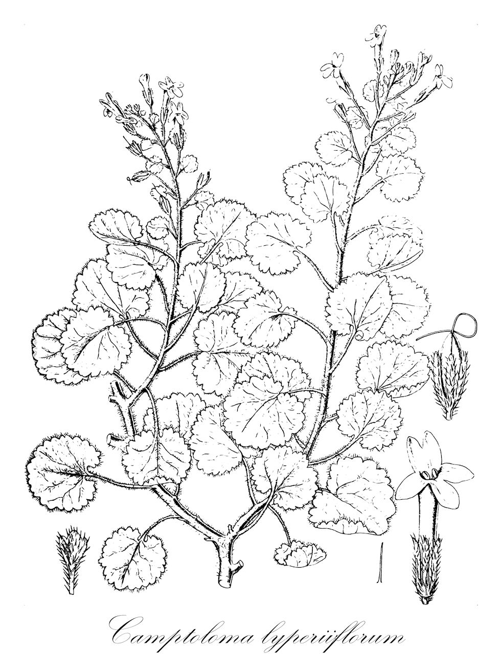 Camptoloma lyperiiflorum - Scrophulariaceae,Plantae,Pteridobiotina,Angiosperms,Lamiales,Scrophulariaceae,Camptoloma,Camptoloma lyperiiflorum,Camptoloma oxypetalum, Camptoloma villosa, Chaenostoma lyperiiflorum, Chaenostoma oxypetalum, Sutera lyperiiflora, Urbania lyperiiflora