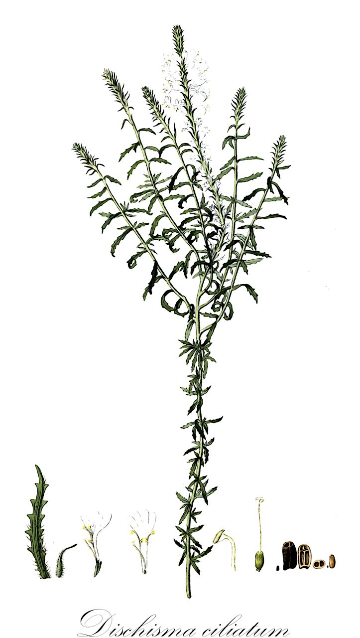 Dischisma ciliatum - Scrophulariaceae,Plantae,Pteridobiotina,Angiosperms,Lamiales,Scrophulariaceae,Dischisma,Dischisma ciliatum,Hebenstretia ciliata