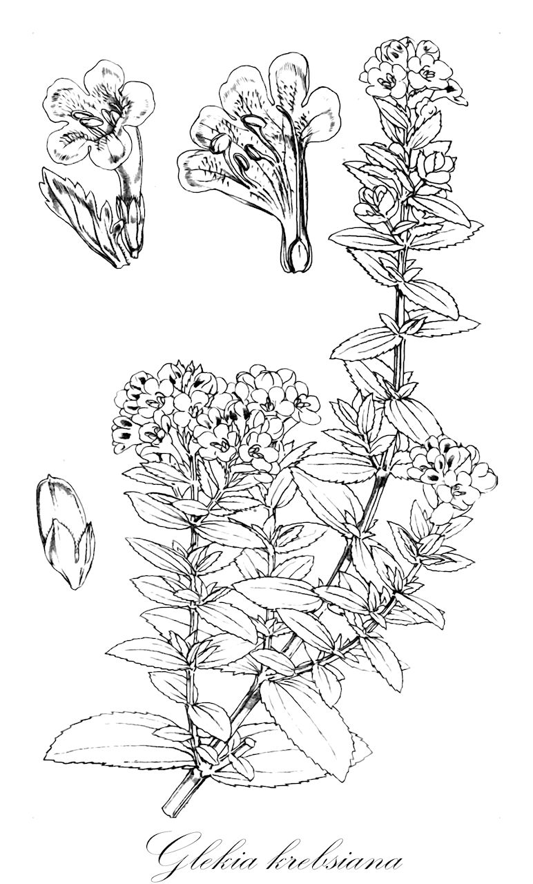 Glekia krebsiana - Scrophulariaceae,Plantae,Pteridobiotina,Angiosperms,Lamiales,Scrophulariaceae,Glekia,Glekia krebsiana,Phyllopodium krebsianum