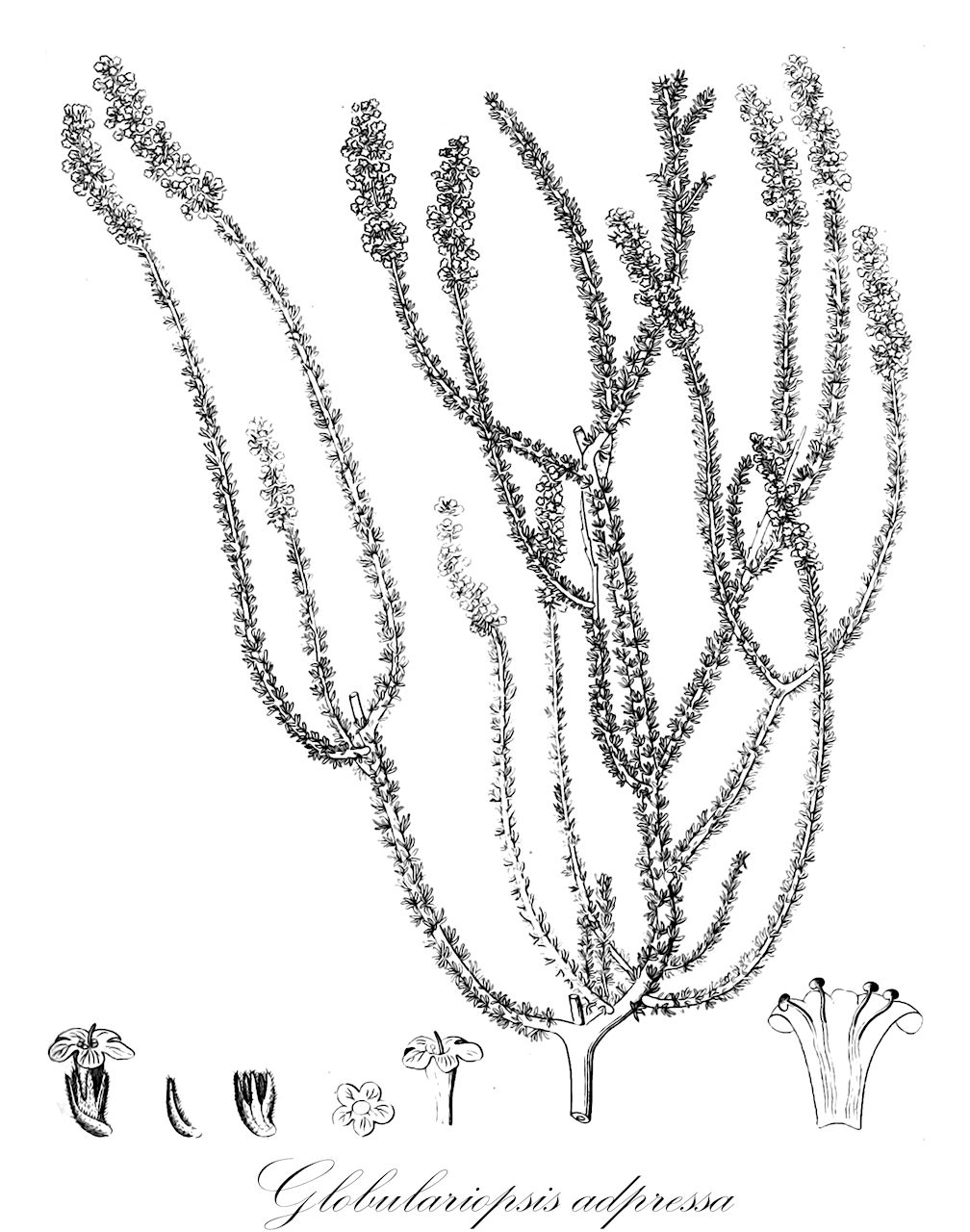 Globulariopsis adpressa - Scrophulariaceae,Plantae,Pteridobiotina,Angiosperms,Lamiales,Scrophulariaceae,Globulariopsis,Globulariopsis adpressa,Selago adpressa