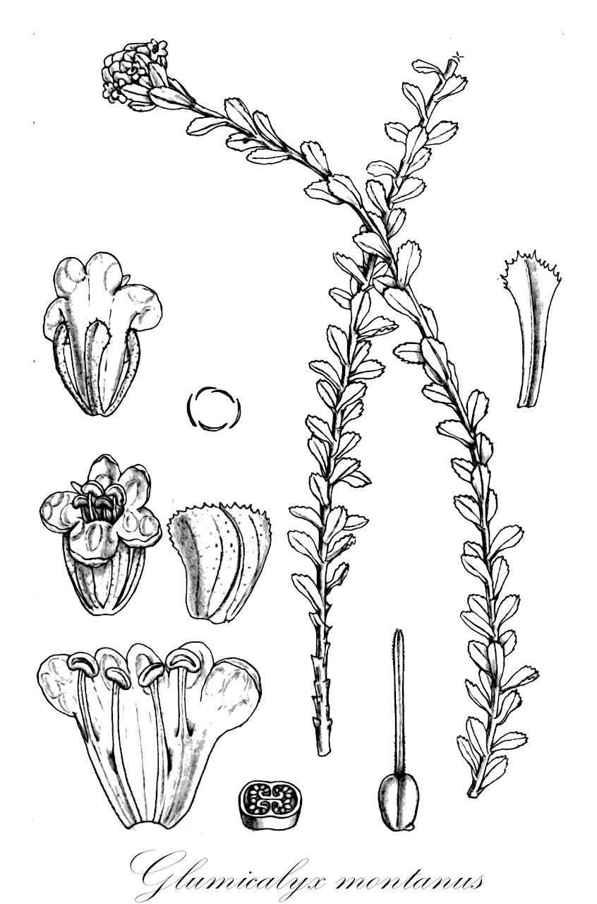 Glumicalyx montanus - Scrophulariaceae,Plantae,Pteridobiotina,Angiosperms,Lamiales,Scrophulariaceae,Glumicalyx,Glumicalyx montanus